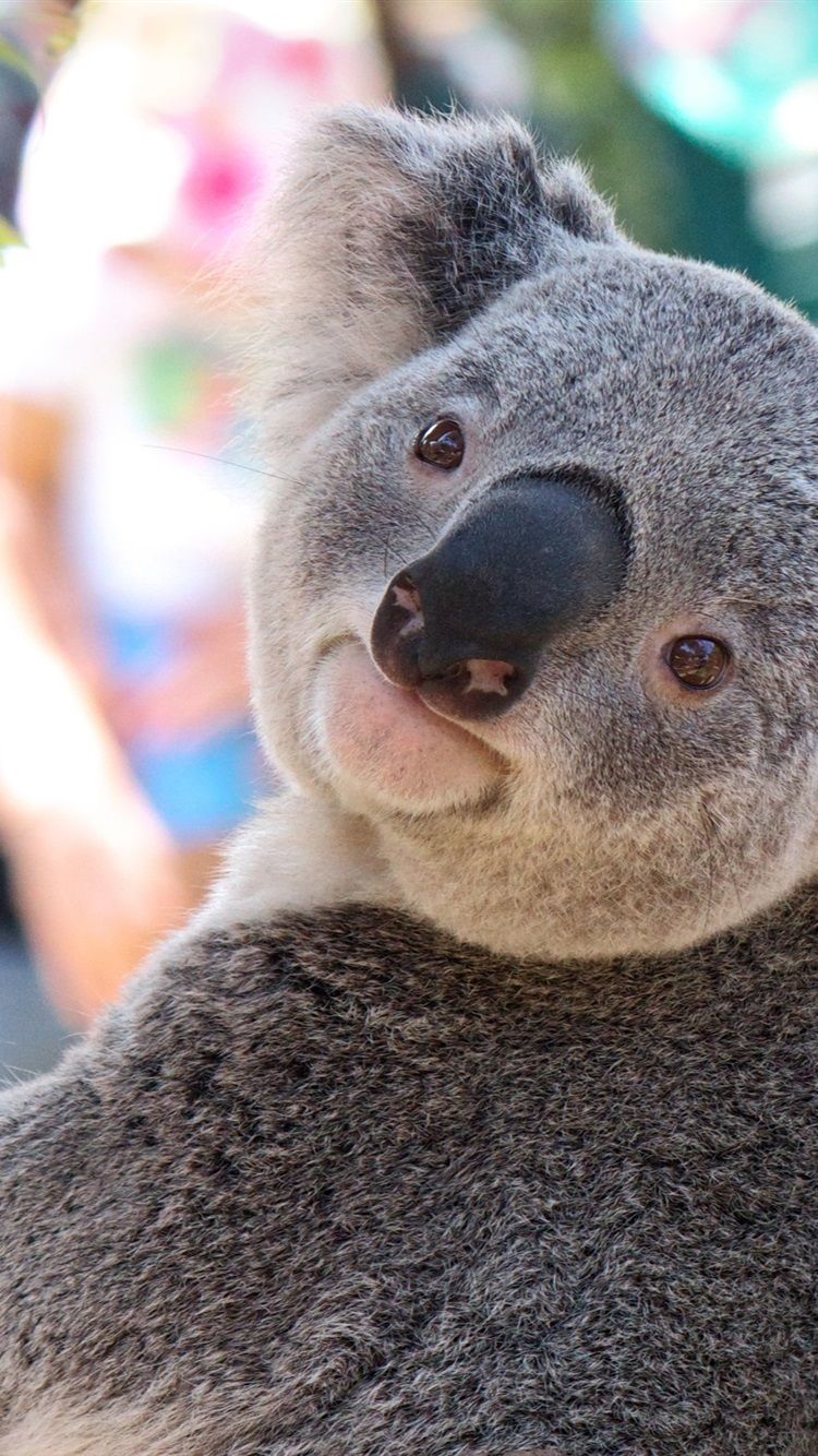 Cute Koala Hd Iphone Wallpapers Wallpapers