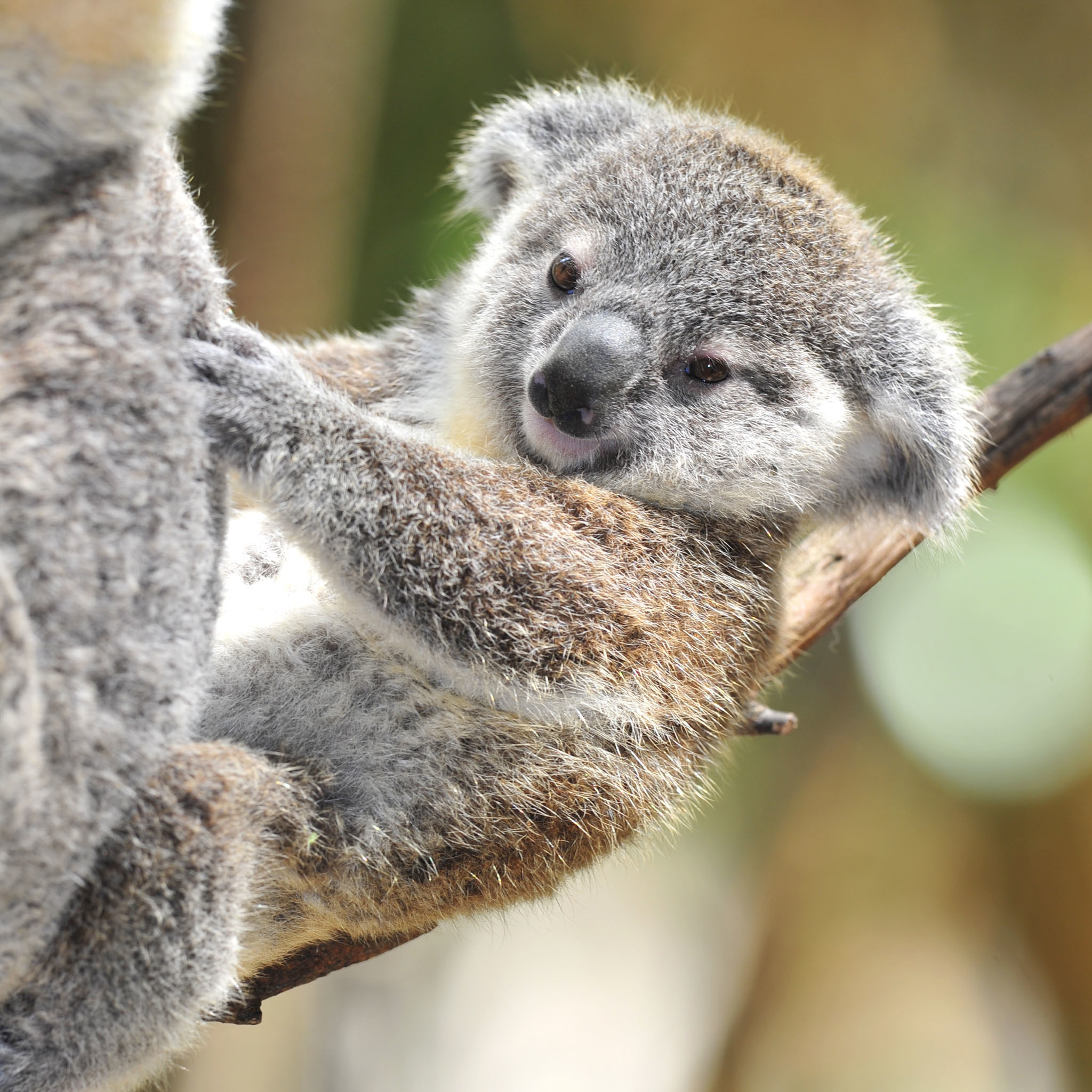 Cute Koala Hd Iphone Wallpapers Wallpapers