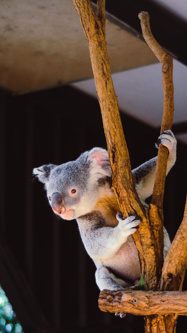 Cute Koala Hd Iphone Wallpapers Wallpapers