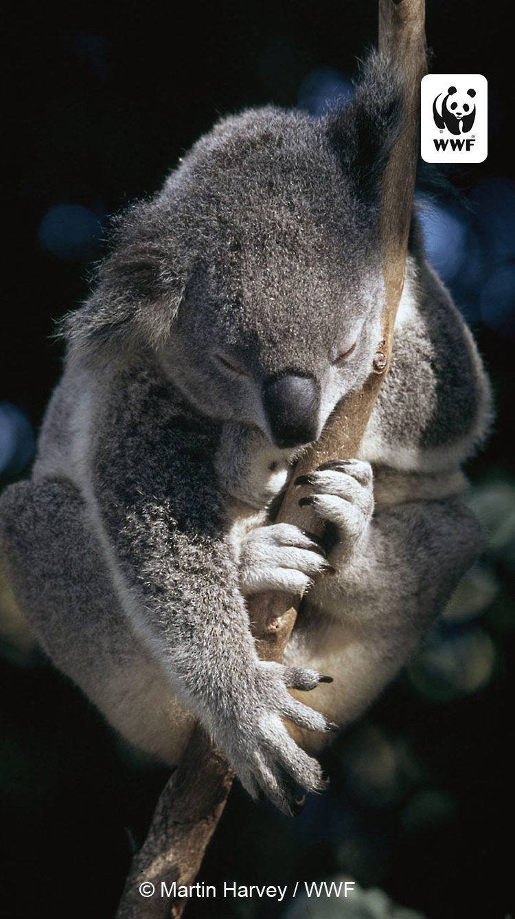 Cute Koala Hd Iphone Wallpapers Wallpapers