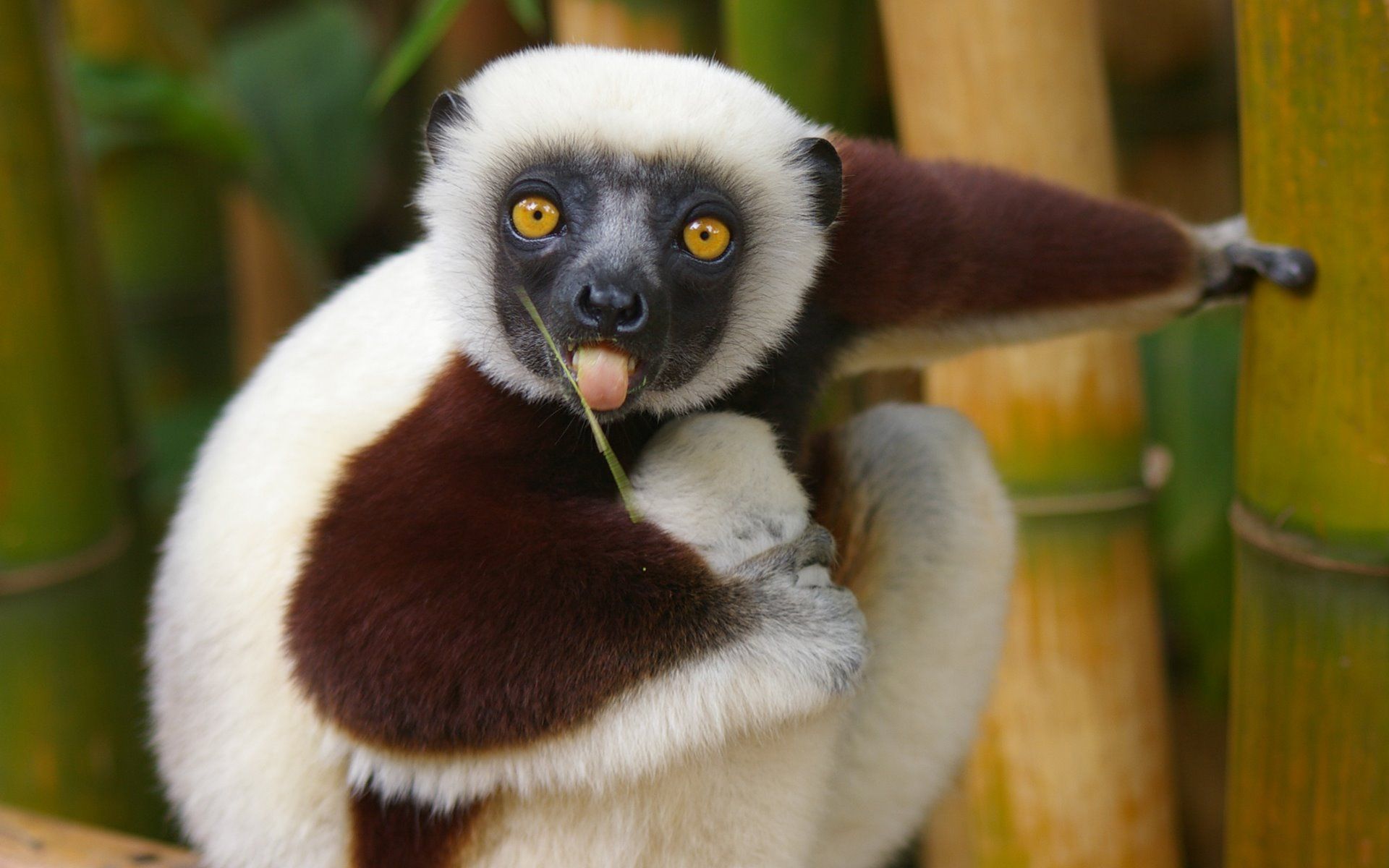 Cute Lemur Wallpapers