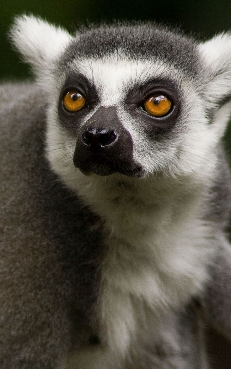 Cute Lemur Wallpapers