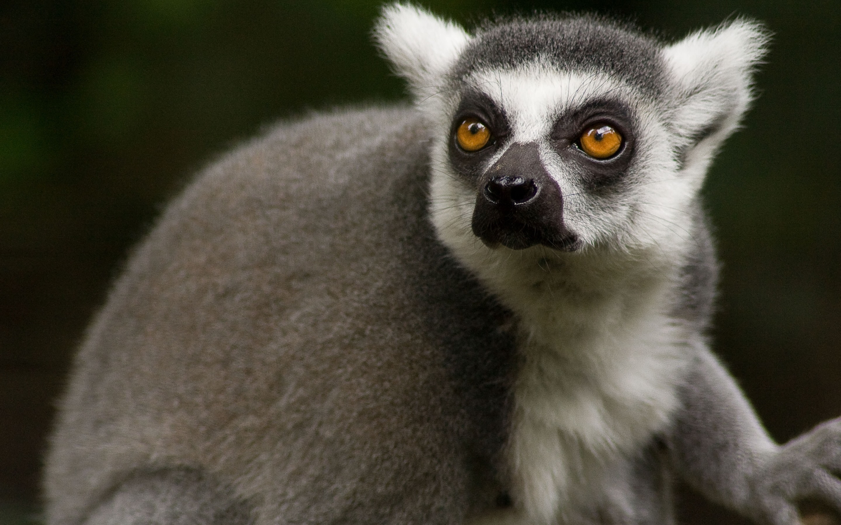 Cute Lemur Wallpapers