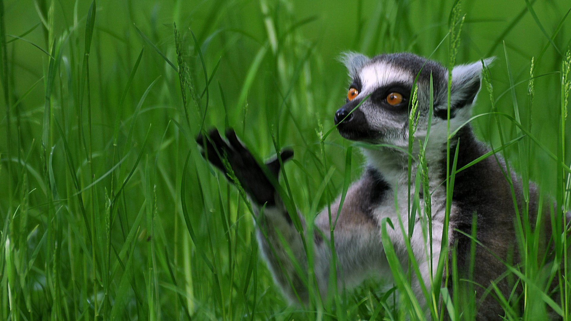 Cute Lemur Wallpapers