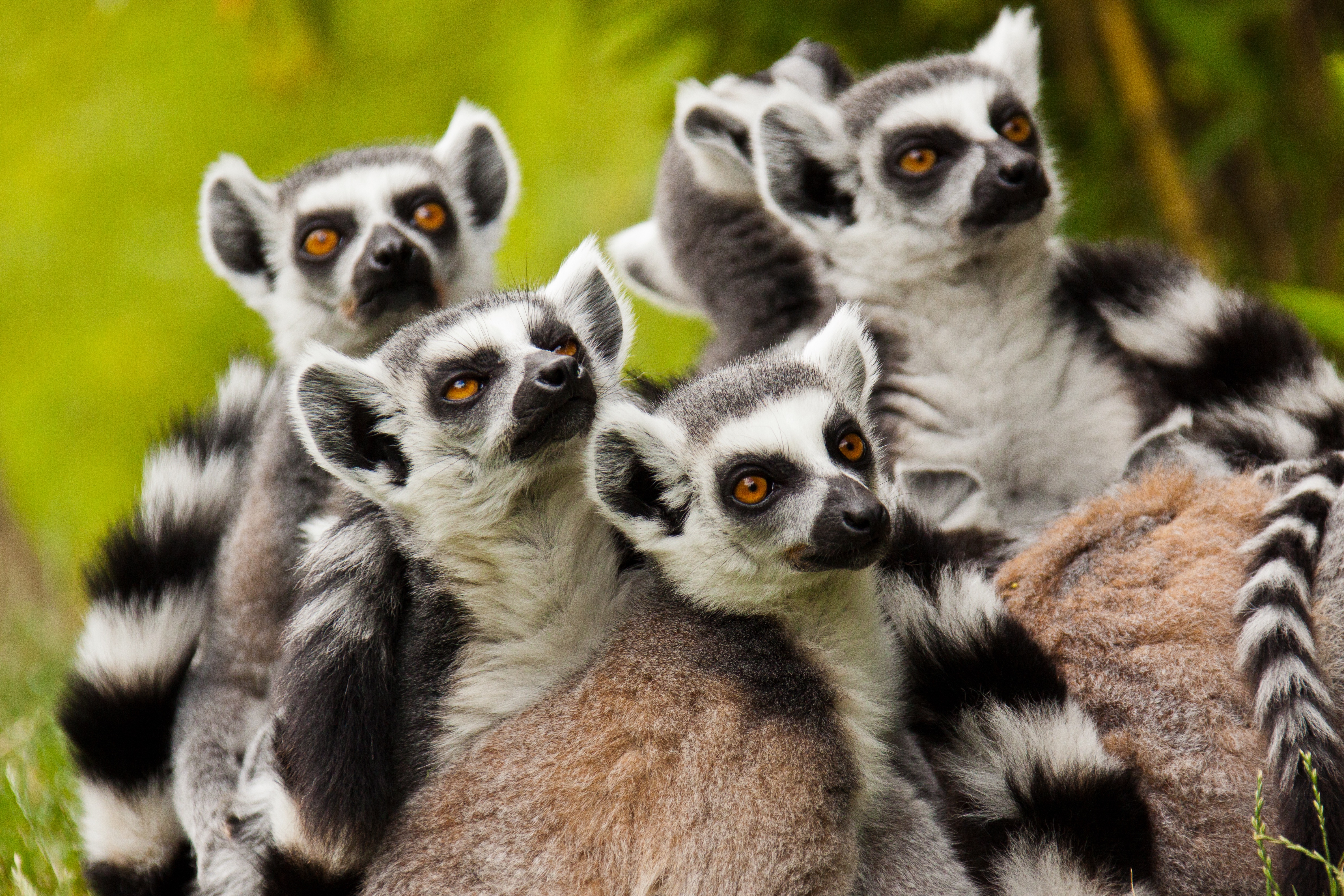 Cute Lemur Wallpapers