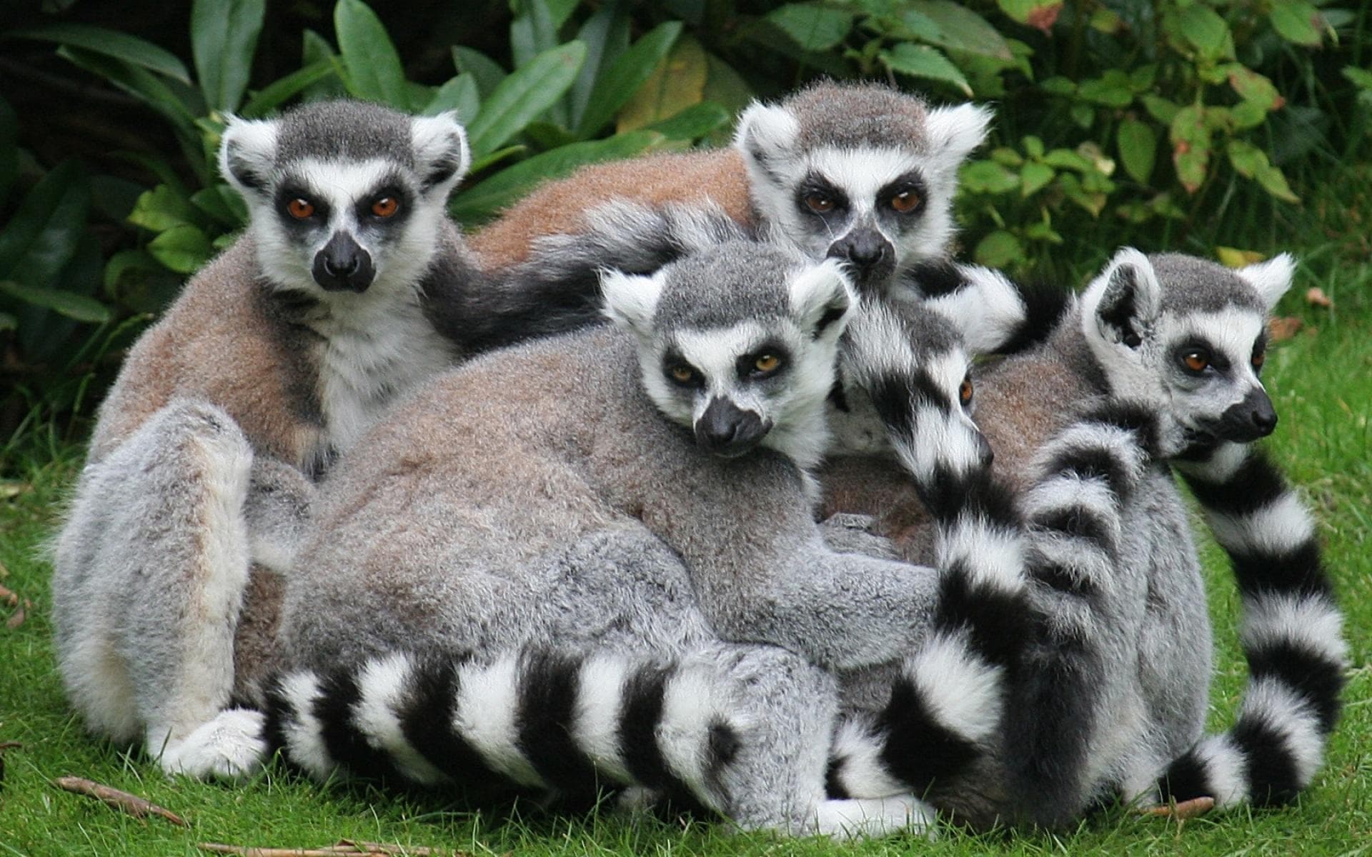 Cute Lemur Wallpapers