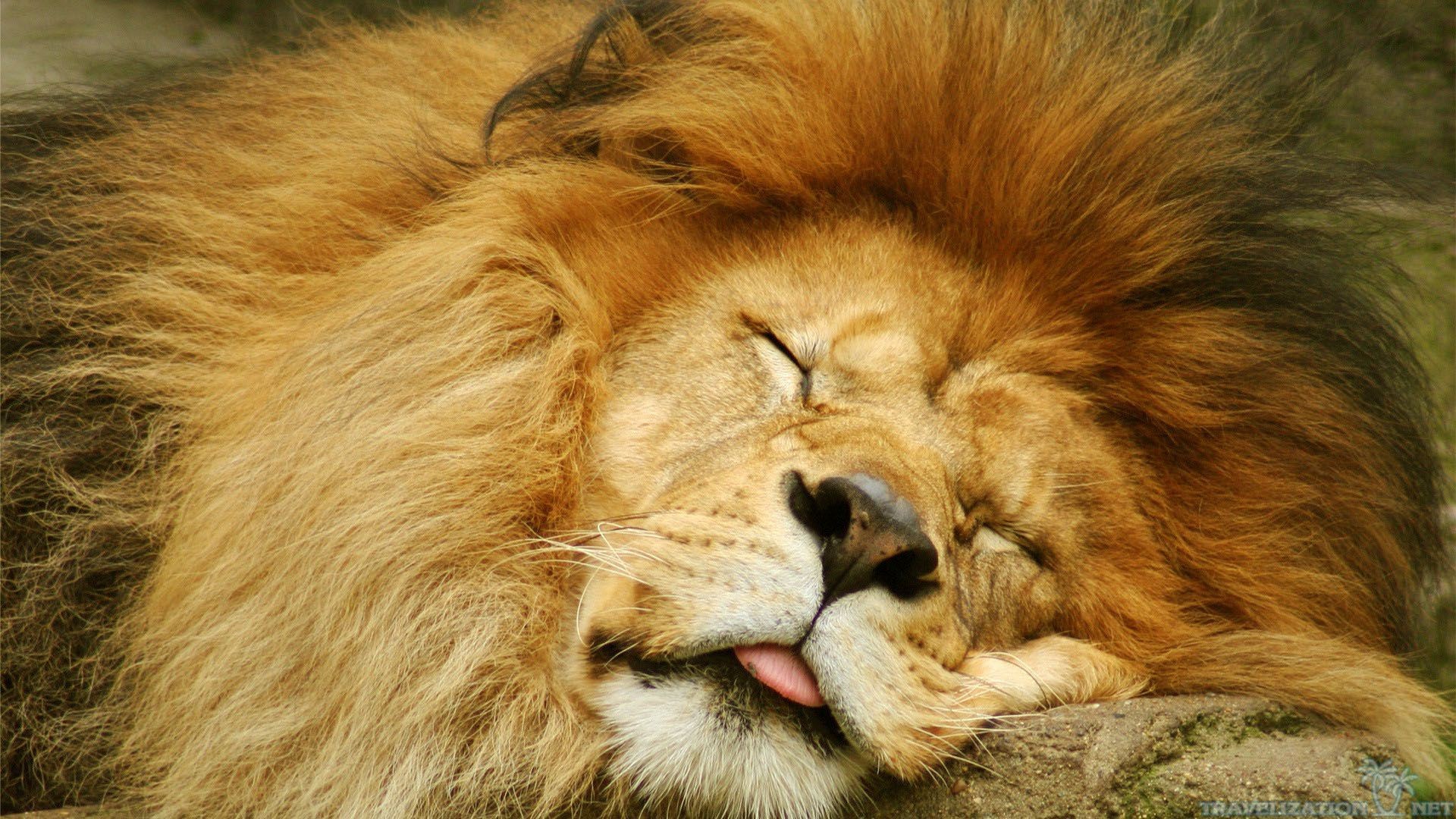 Cute Lion Wallpapers