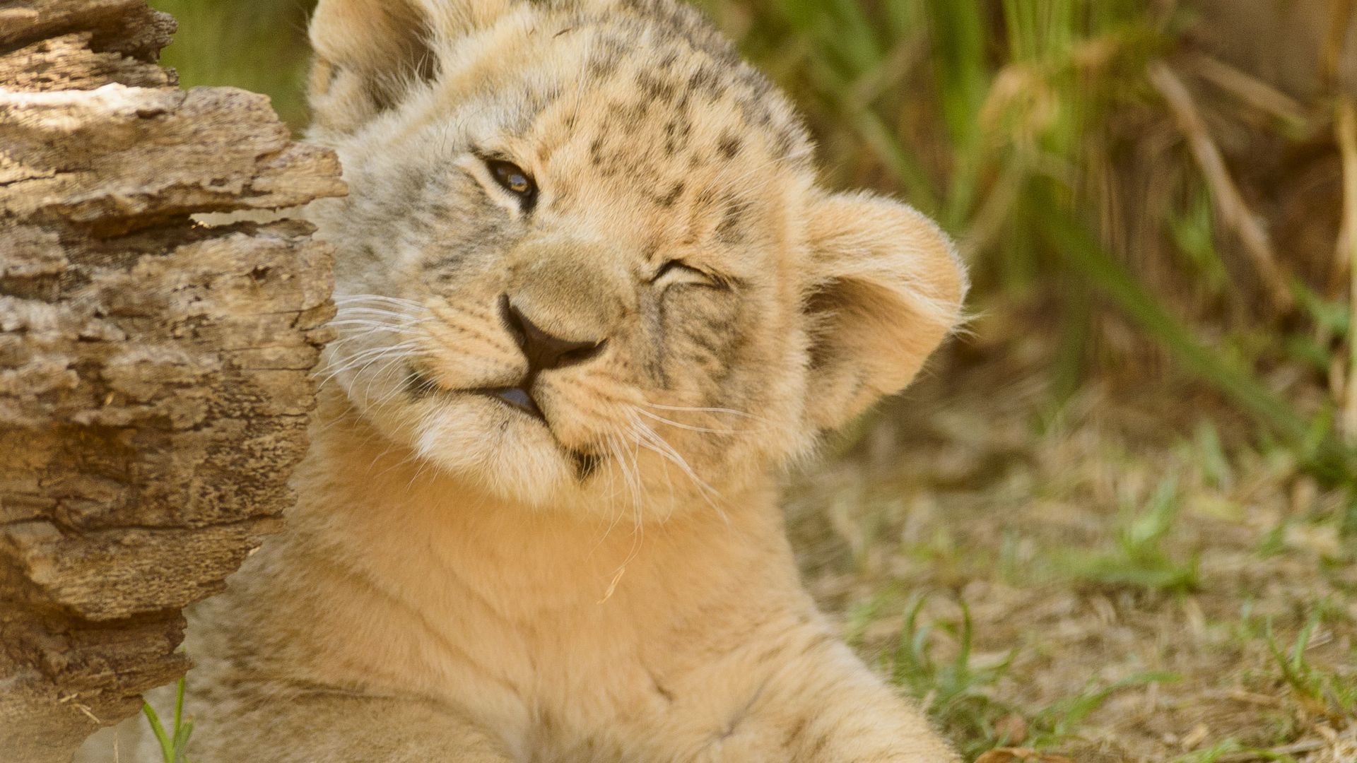 Cute Lion Wallpapers