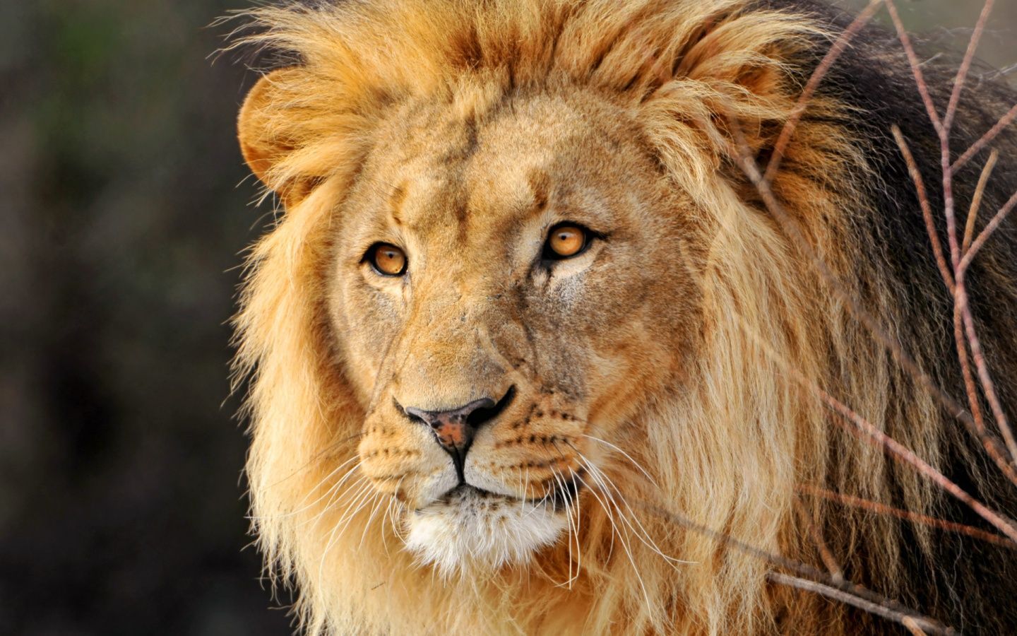 Cute Lion Wallpapers