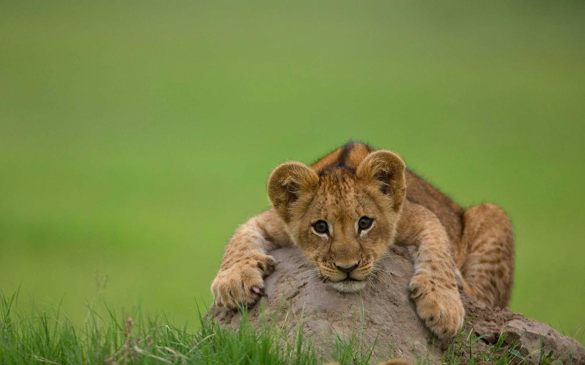 Cute Lion Cubs Wallpapers