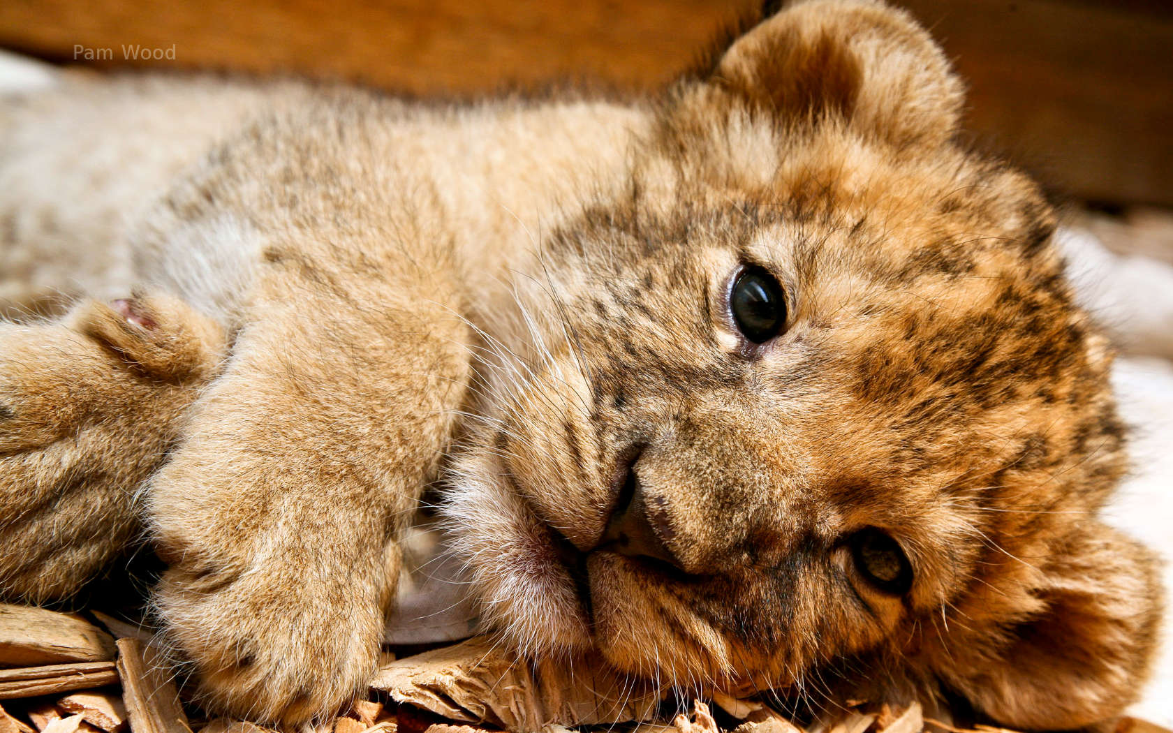 Cute Lion Cubs Wallpapers