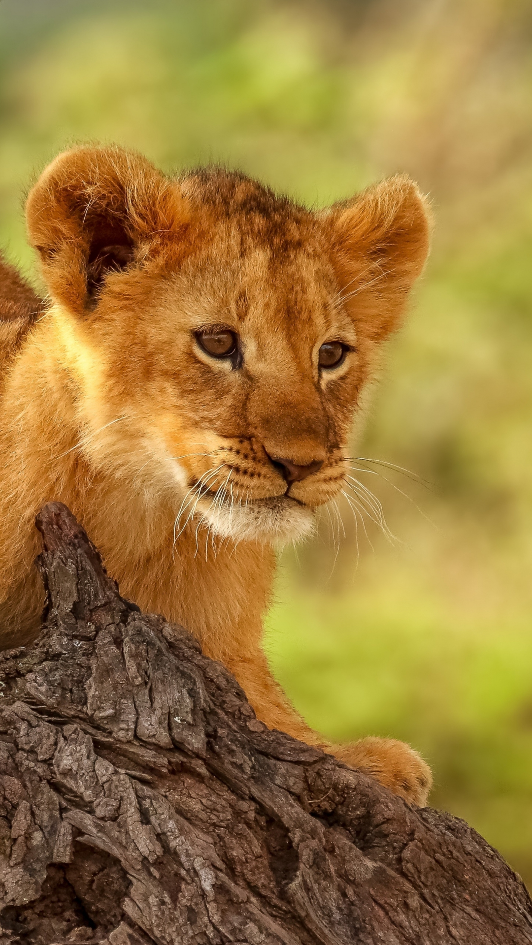 Cute Lion Cubs Wallpapers