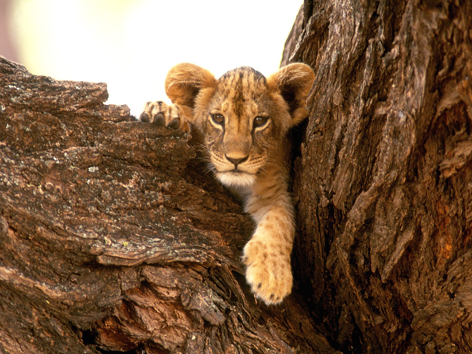 Cute Lion Cubs Wallpapers