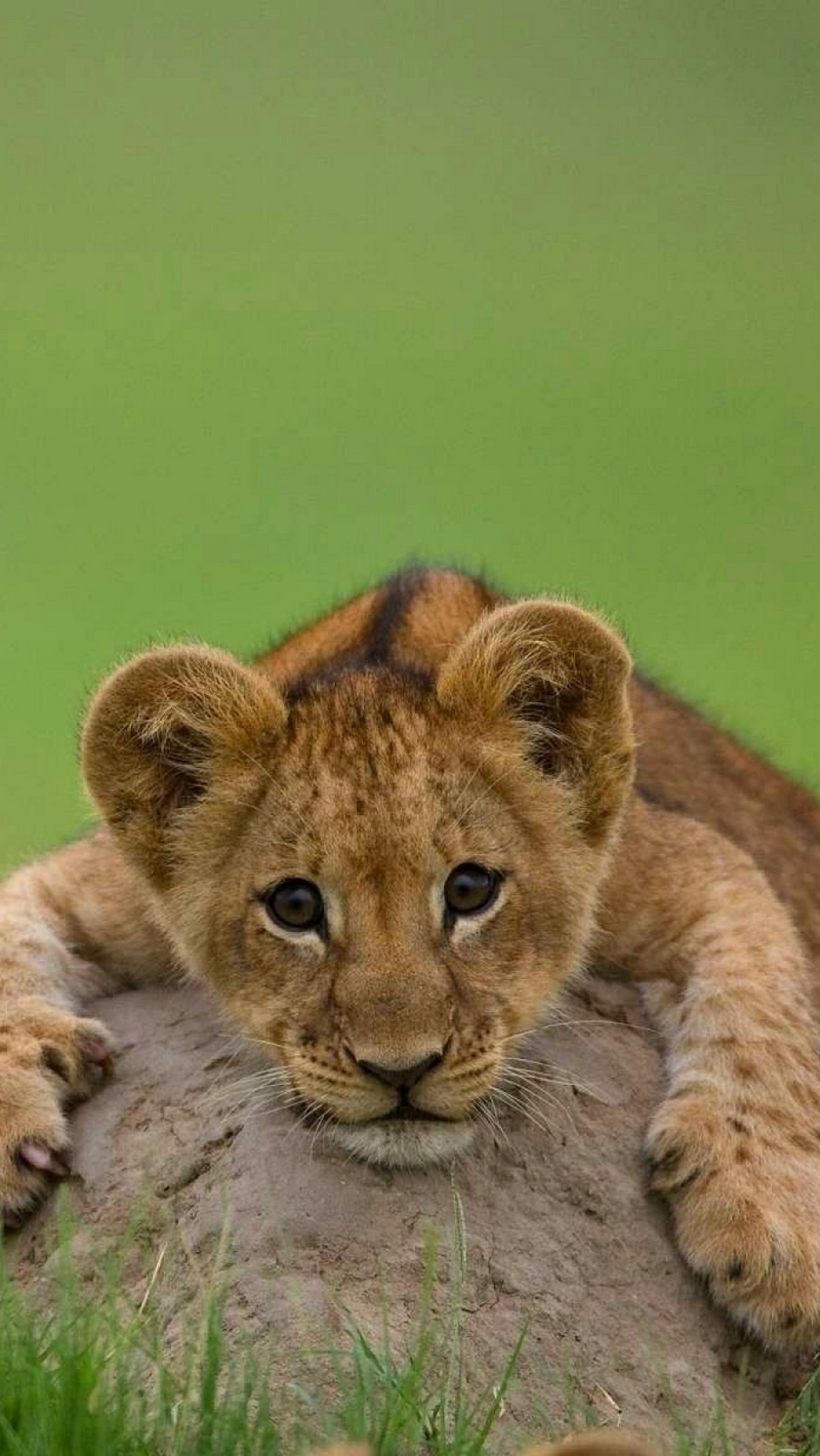 Cute Lion Cubs Wallpapers