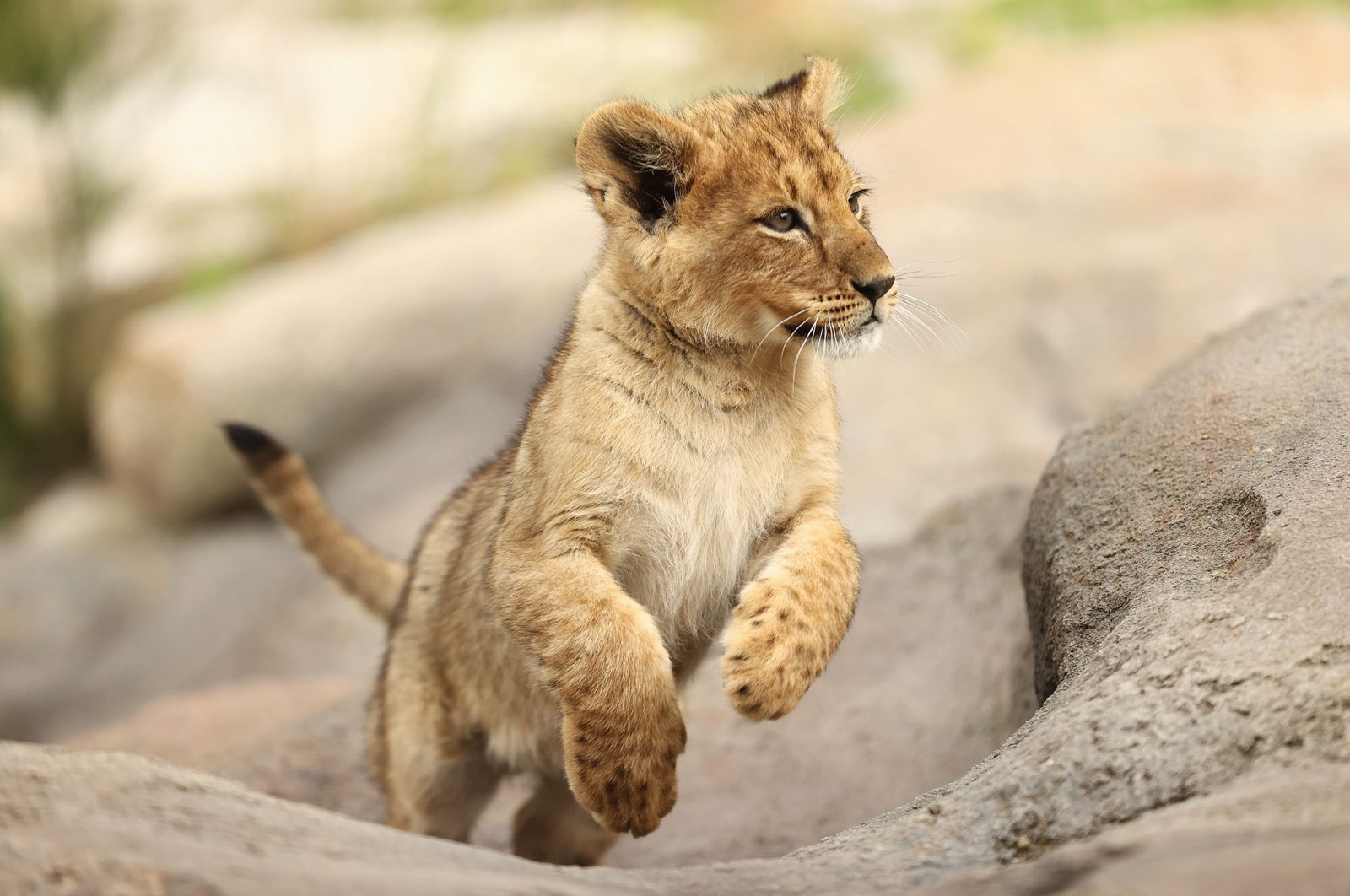 Cute Lion Cubs Wallpapers