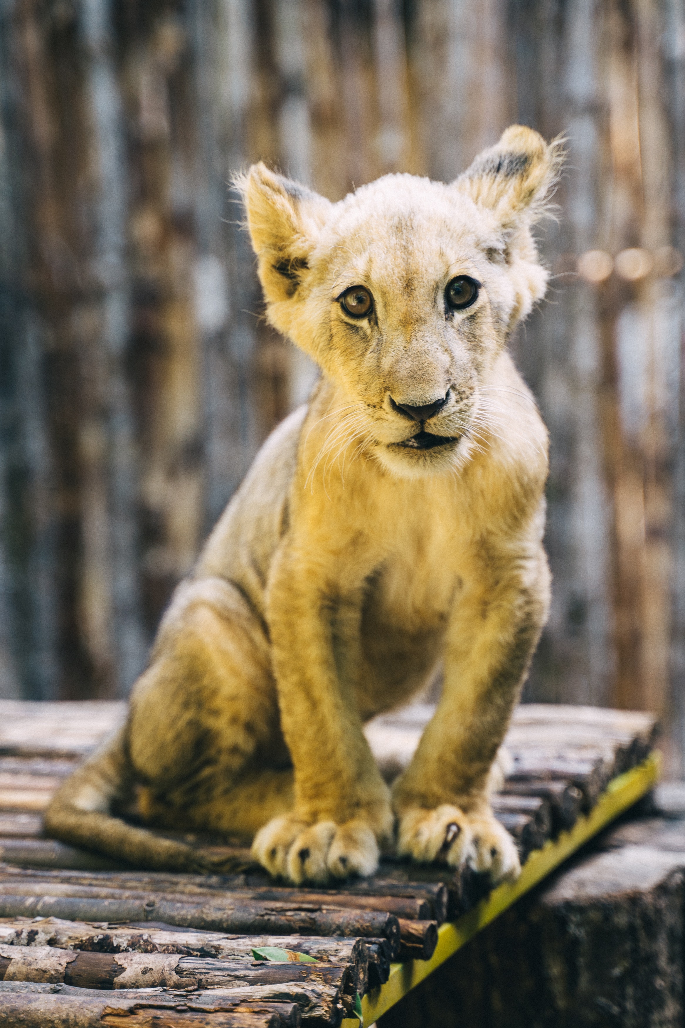 Cute Lion Cubs Wallpapers