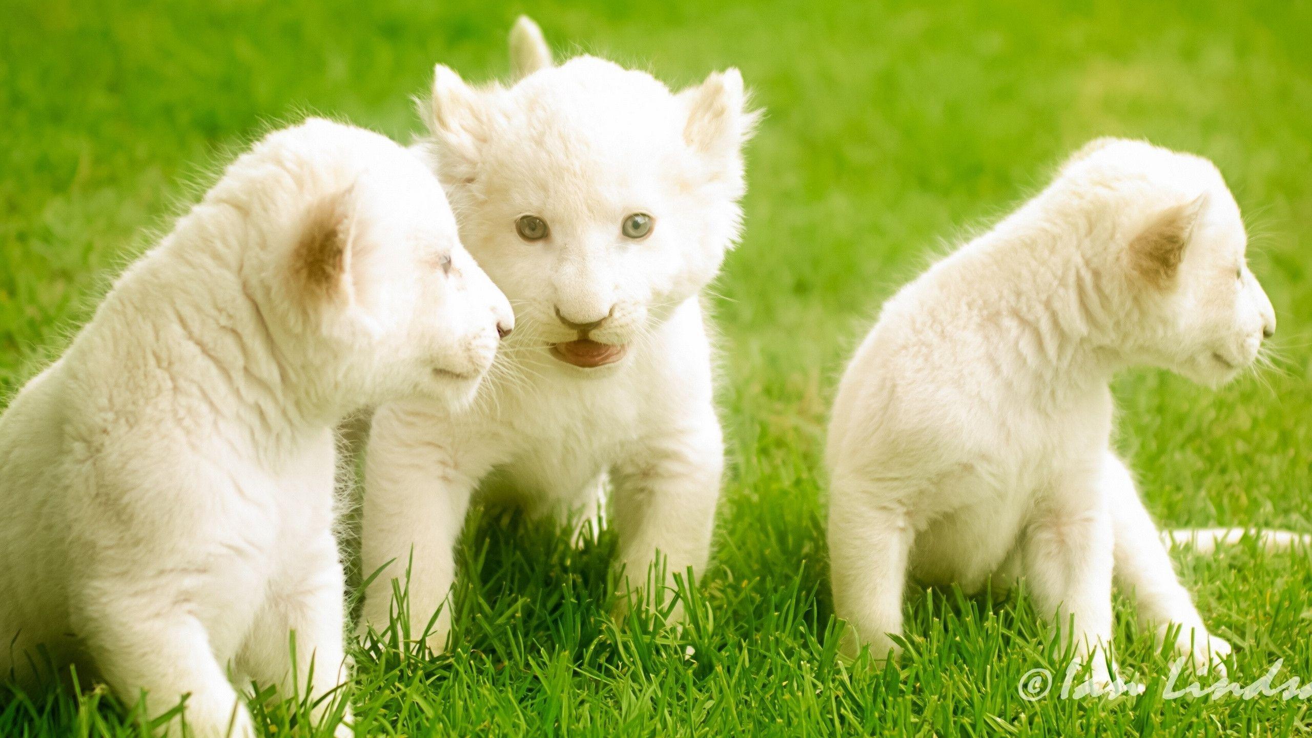 Cute Lion Cubs Wallpapers