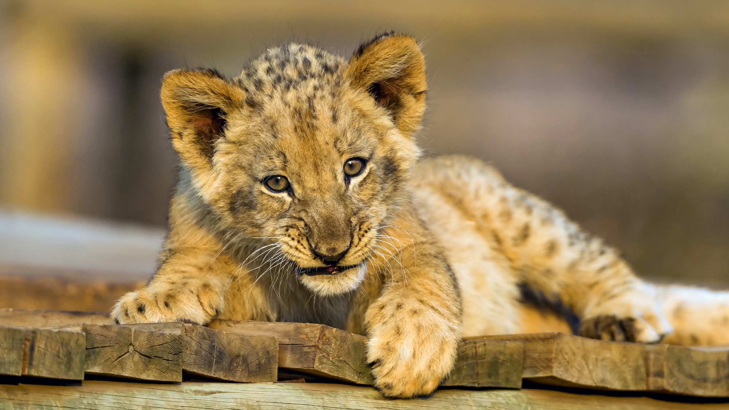 Cute Lion Cubs Wallpapers