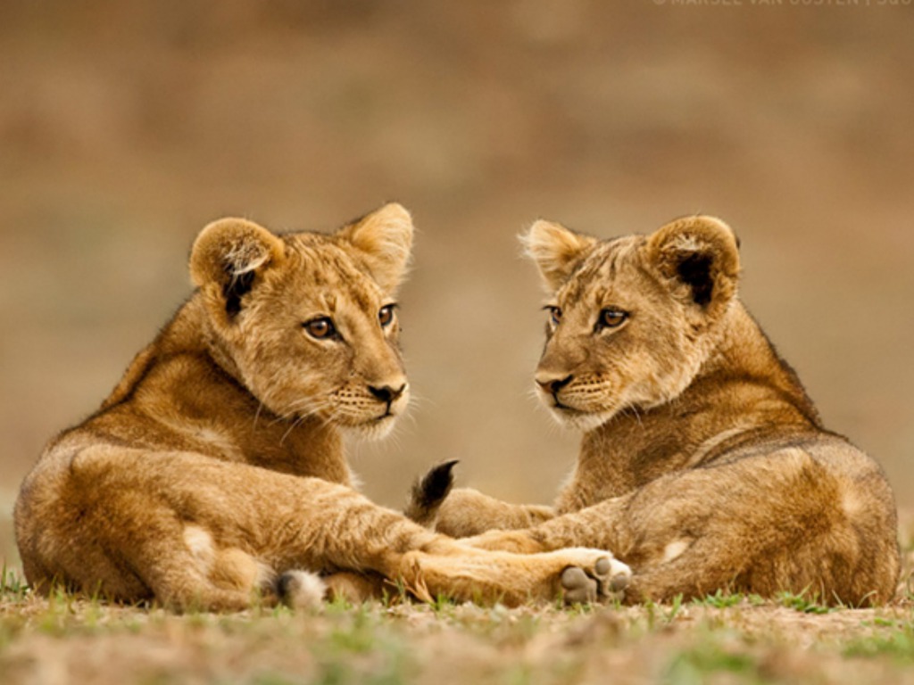 Cute Lion Cubs Wallpapers