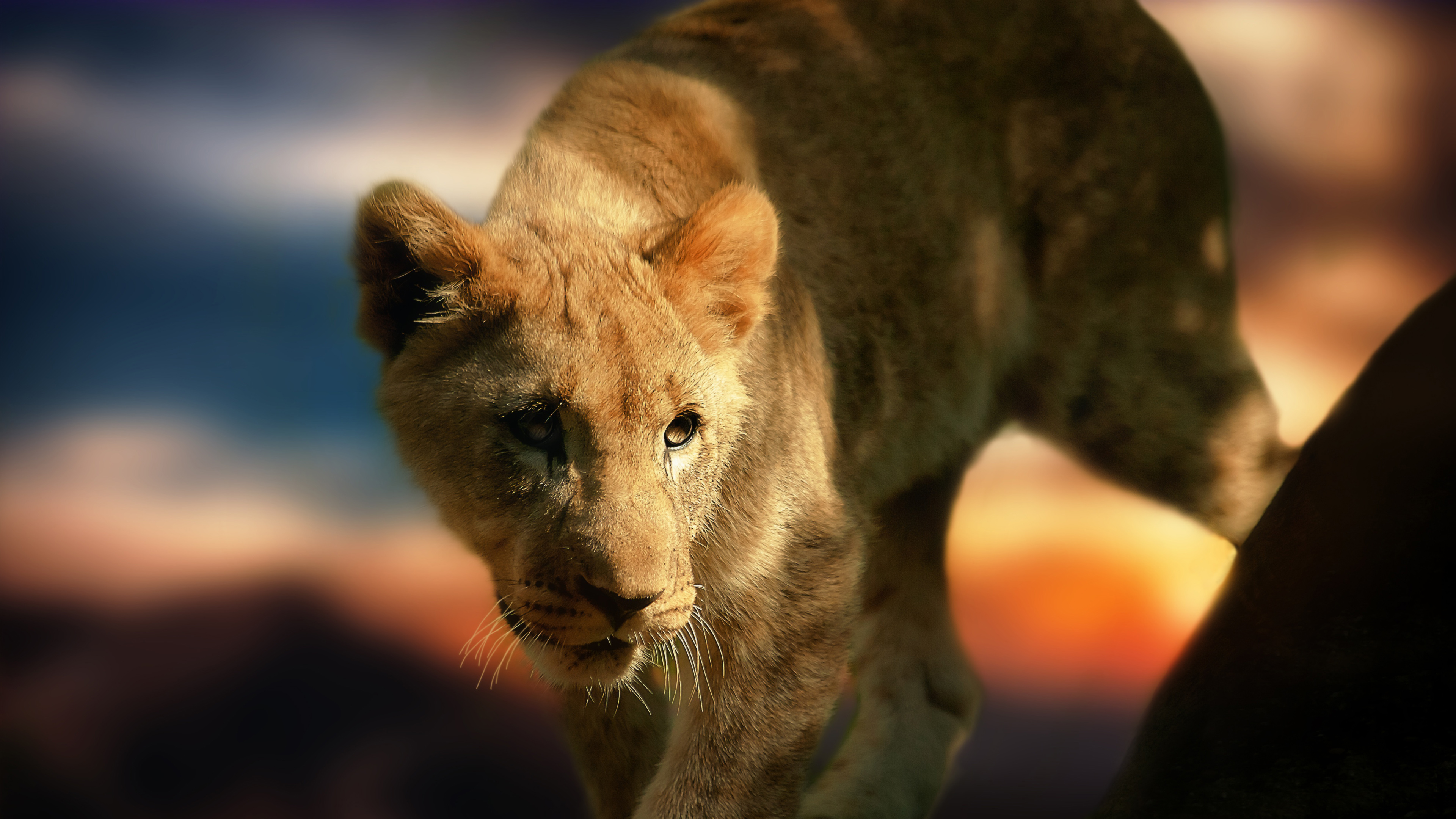 Cute Lion Cubs Wallpapers