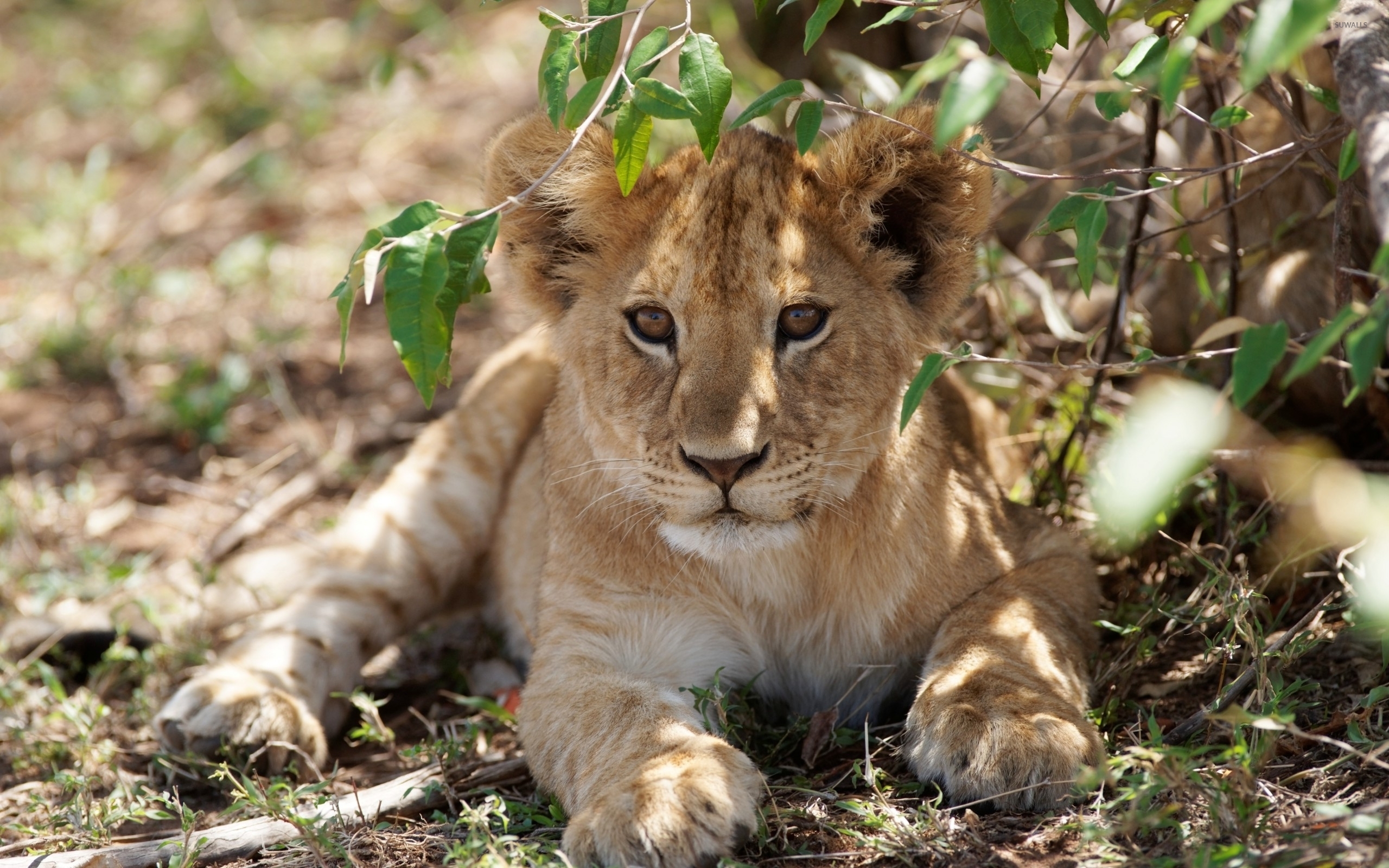 Cute Lion Cubs Wallpapers