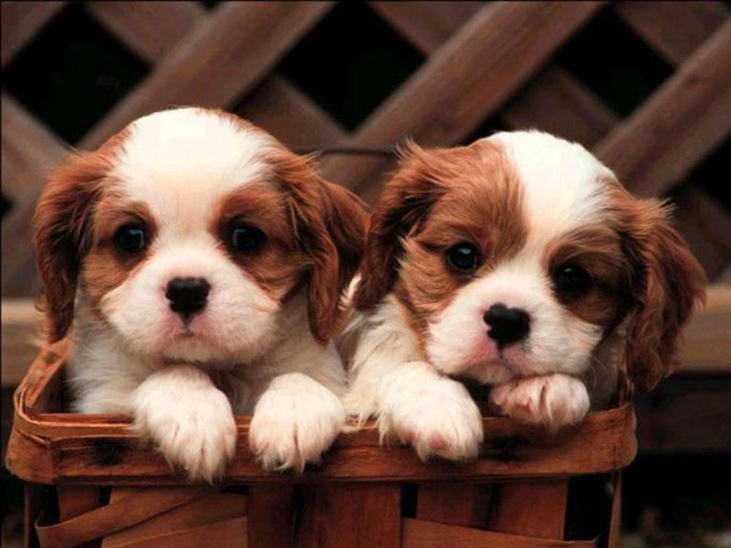 Cute Little Puppies Wallpapers