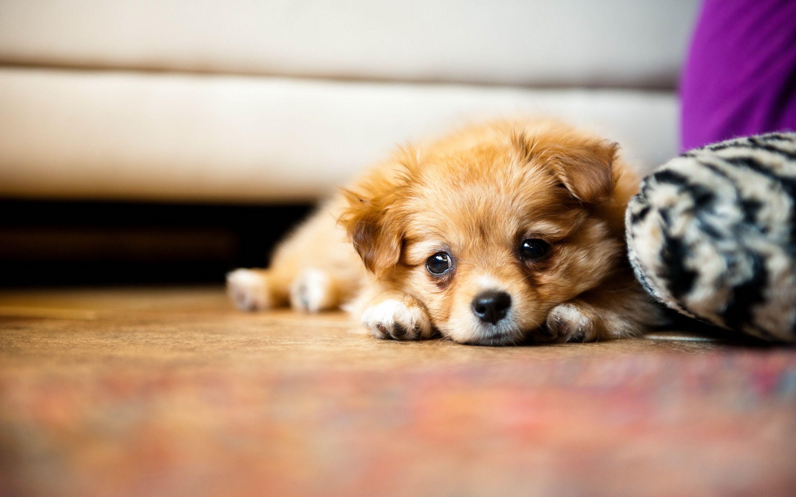 Cute Little Puppies Wallpapers