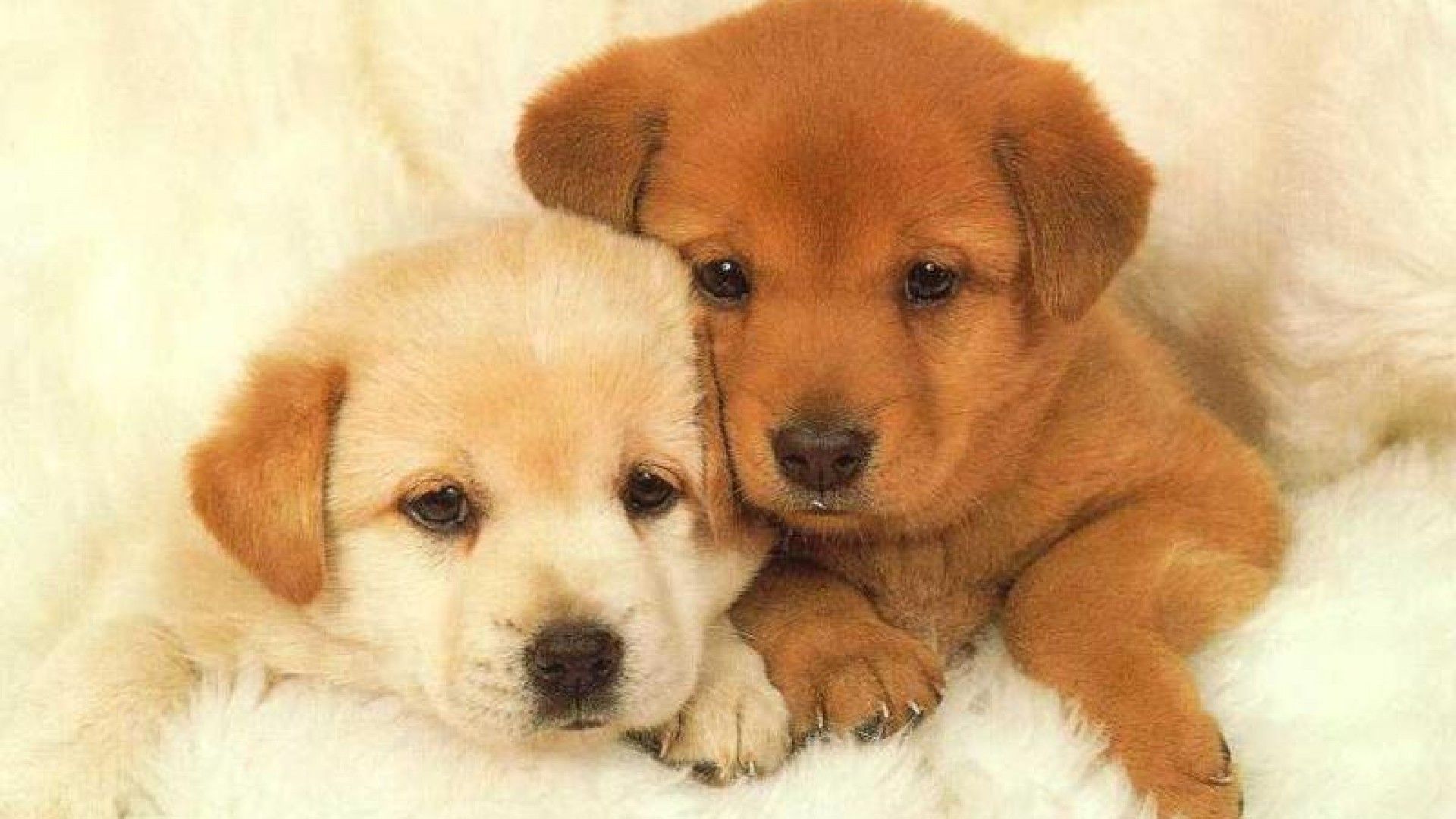 Cute Little Puppies Wallpapers