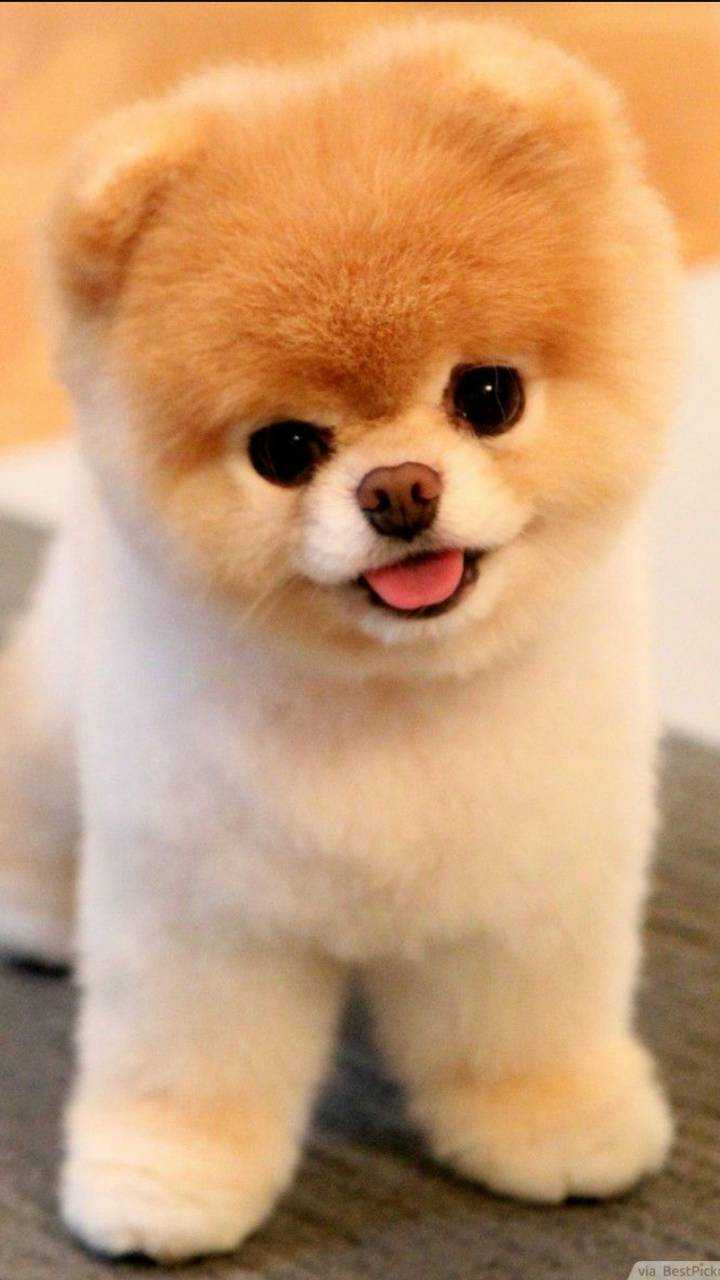 Cute Little Puppies Wallpapers