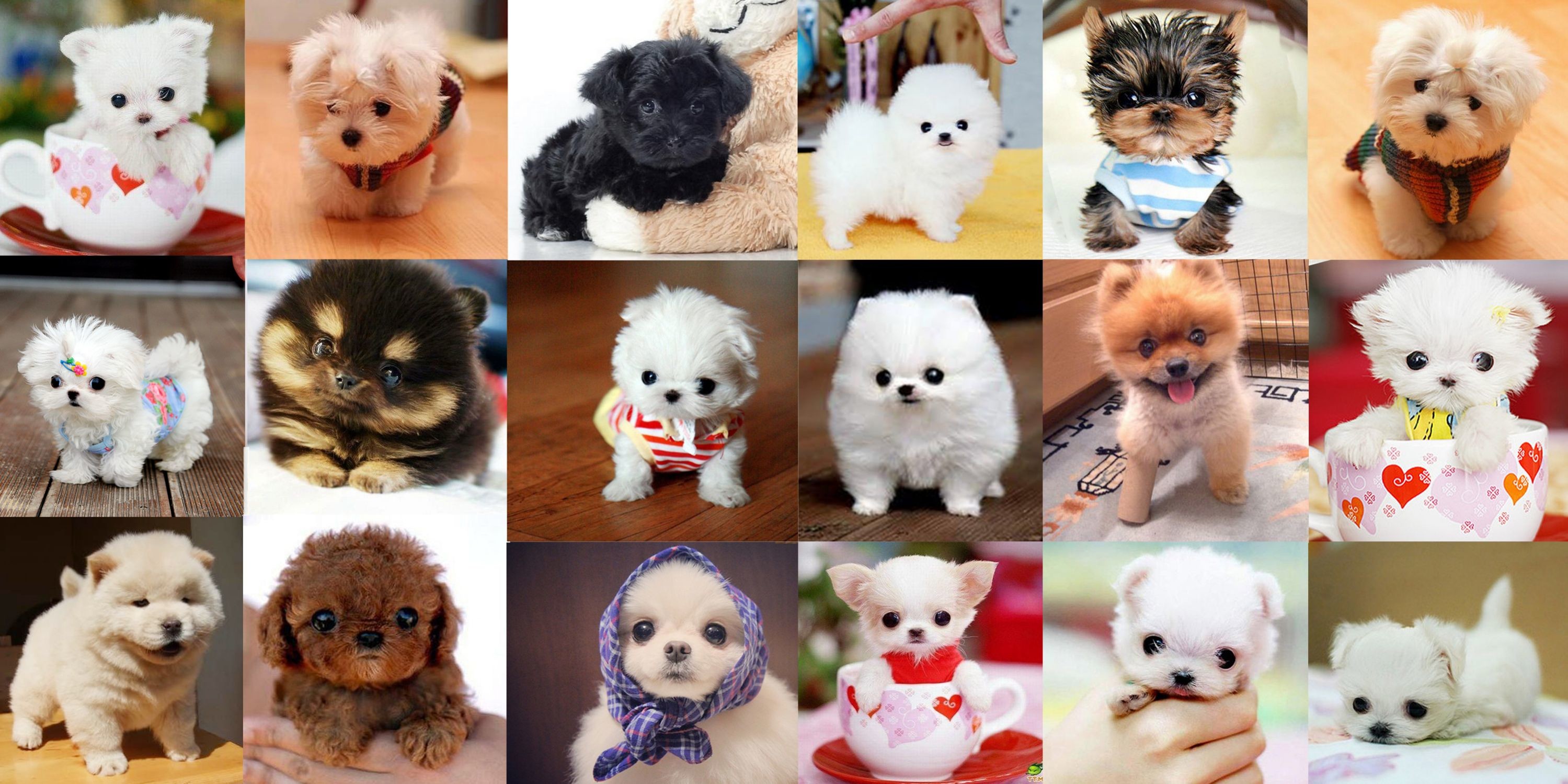 Cute Little Puppies Wallpapers