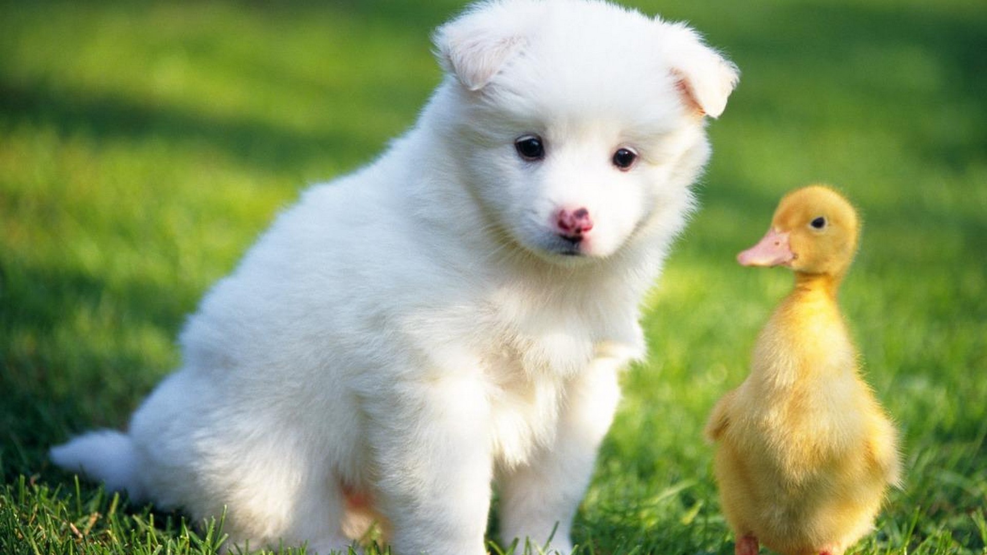 Cute Little Puppies Wallpapers