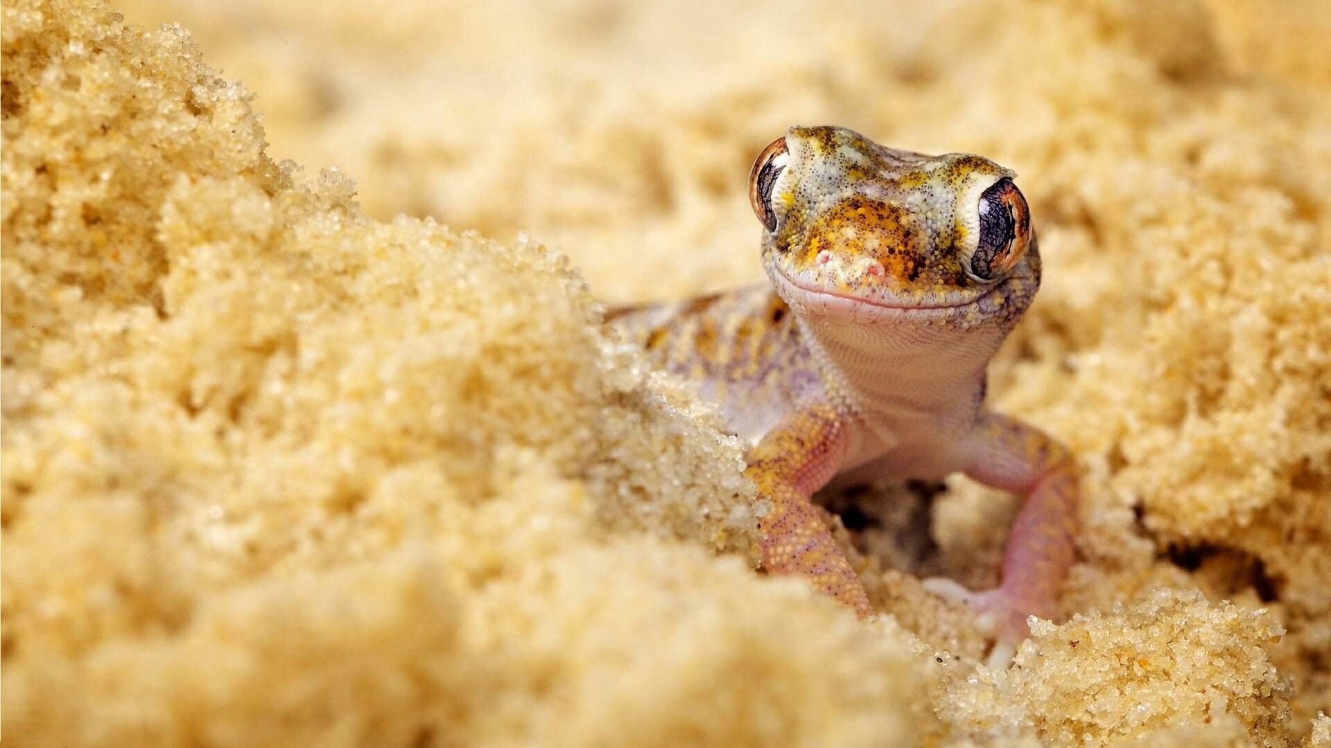 Cute Lizard Wallpapers Wallpapers