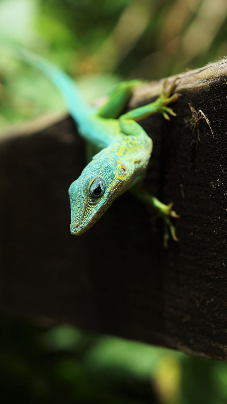 Cute Lizard Wallpapers Wallpapers