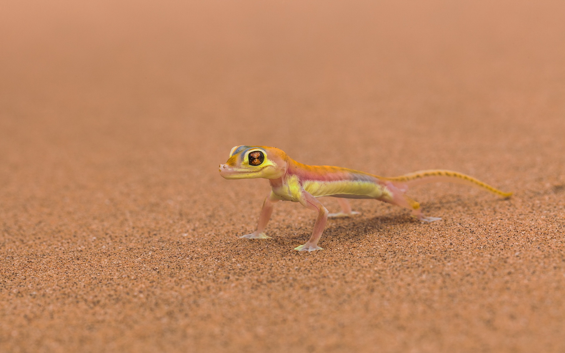 Cute Lizard Wallpapers Wallpapers