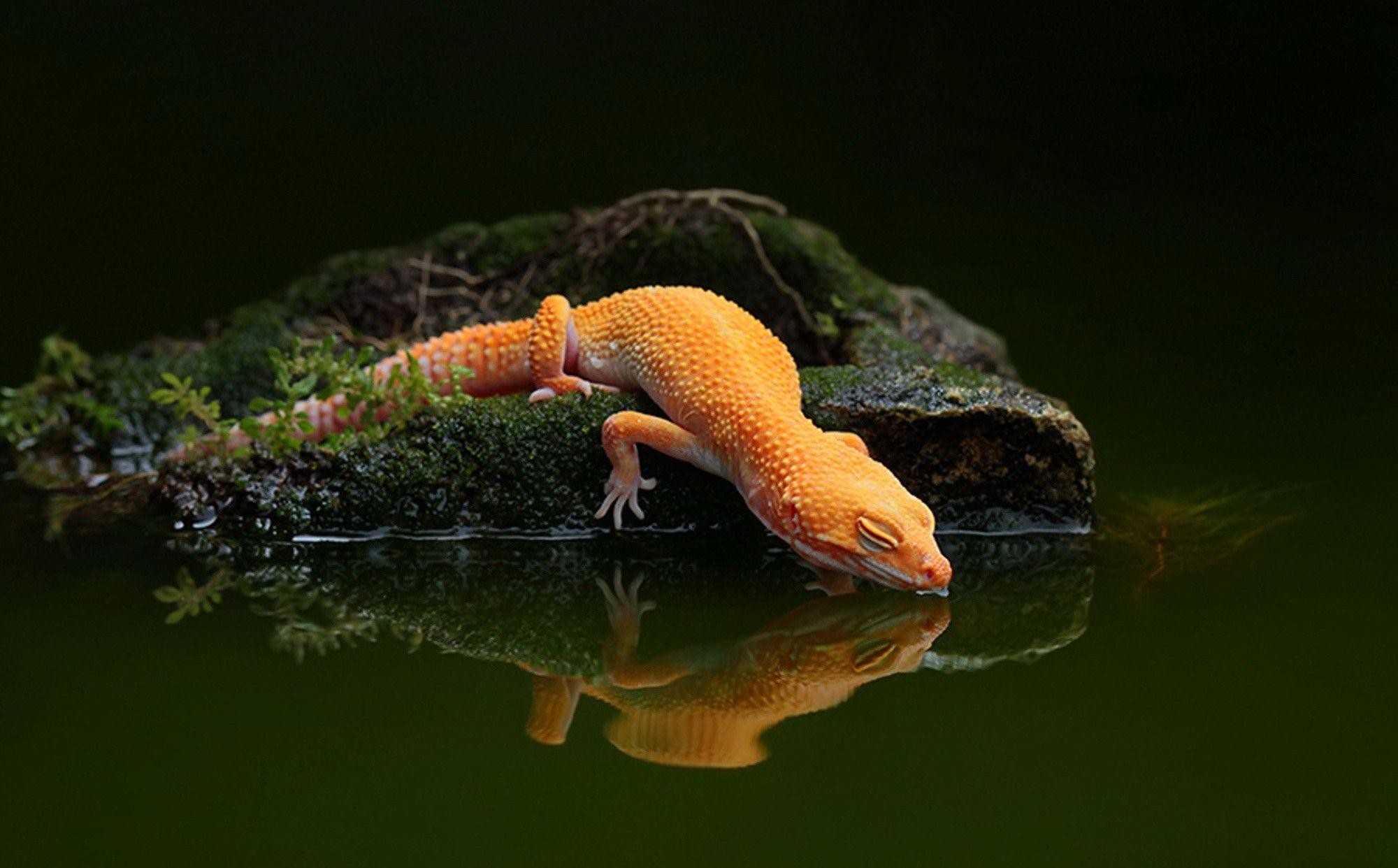 Cute Lizard Wallpapers Wallpapers