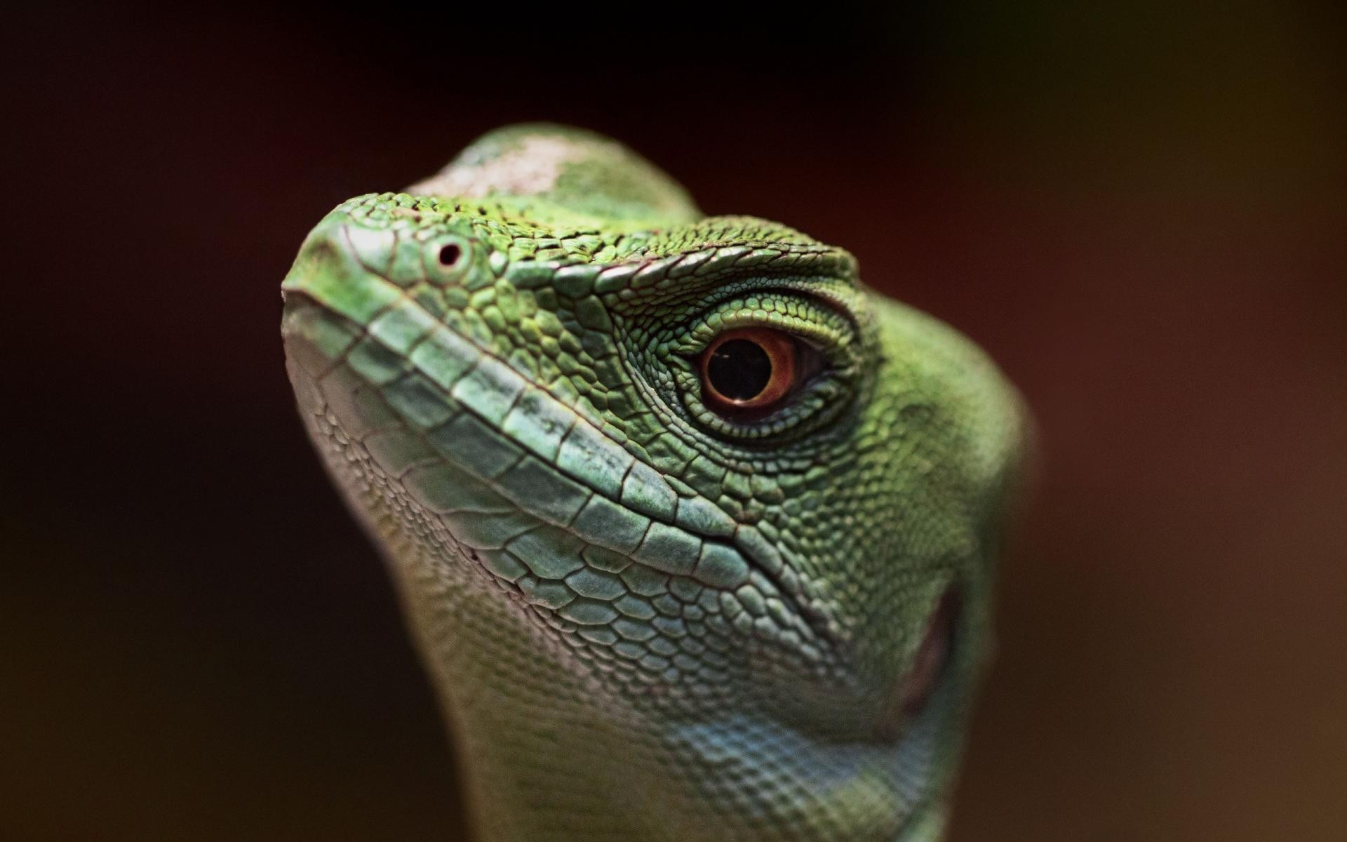 Cute Lizard Wallpapers Wallpapers