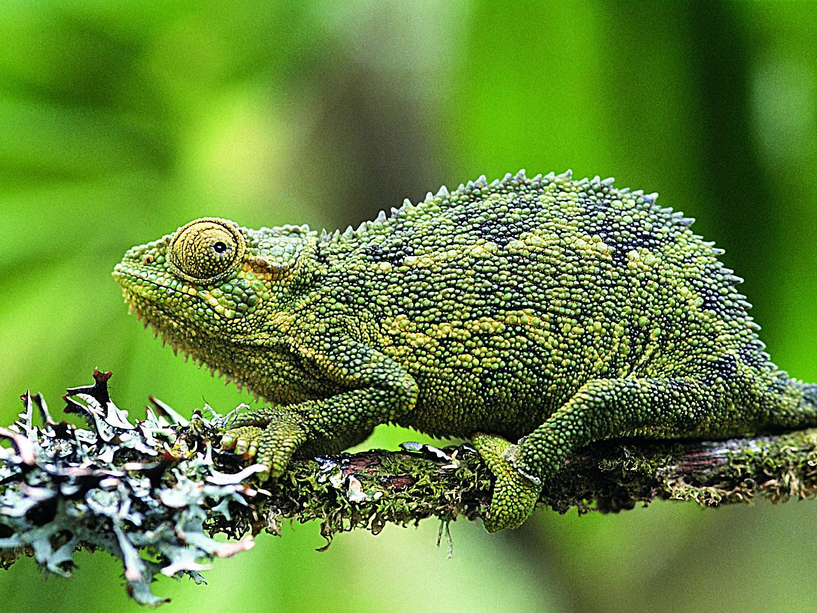 Cute Lizard Wallpapers Wallpapers