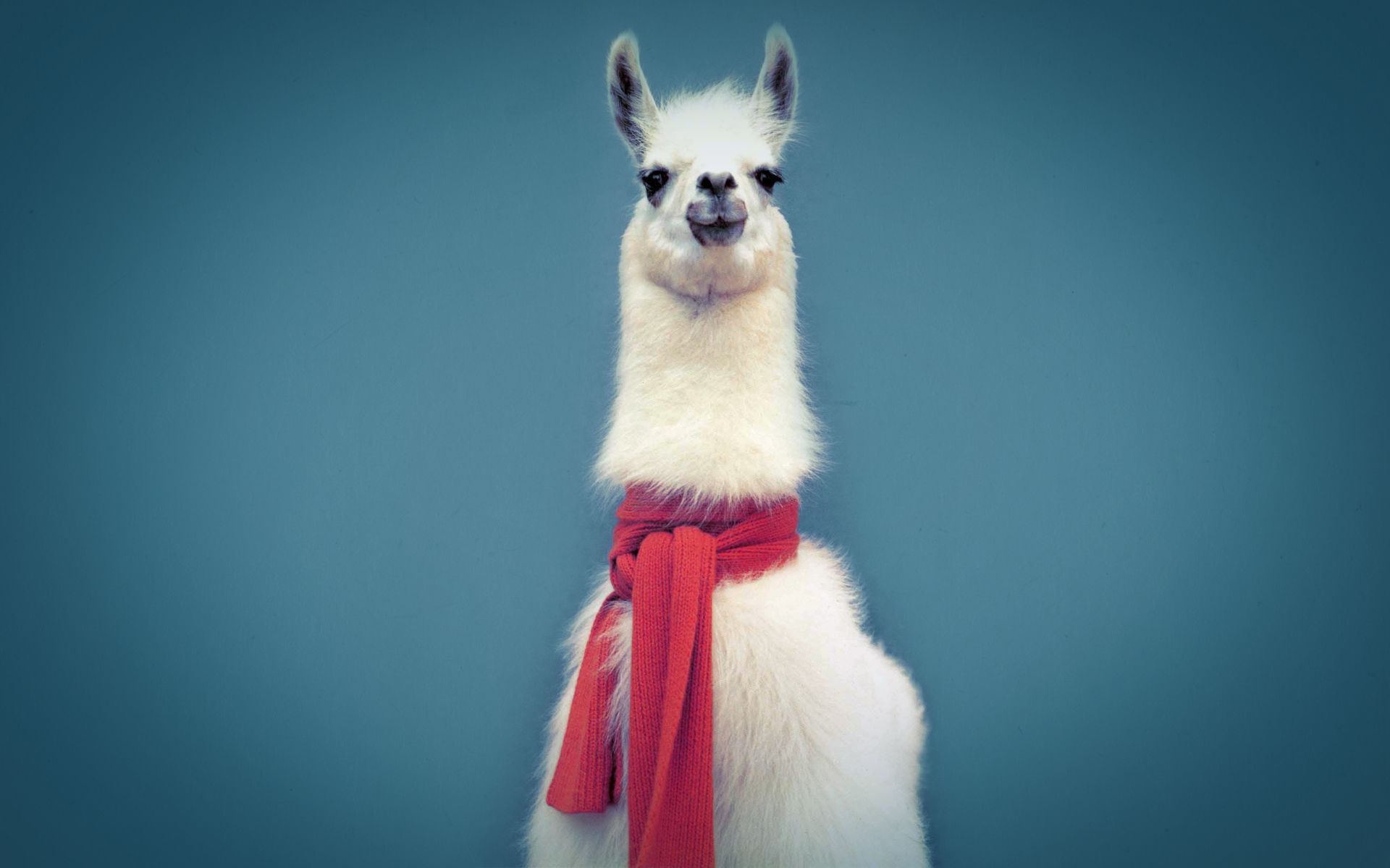 Cute Llama Wallpapers