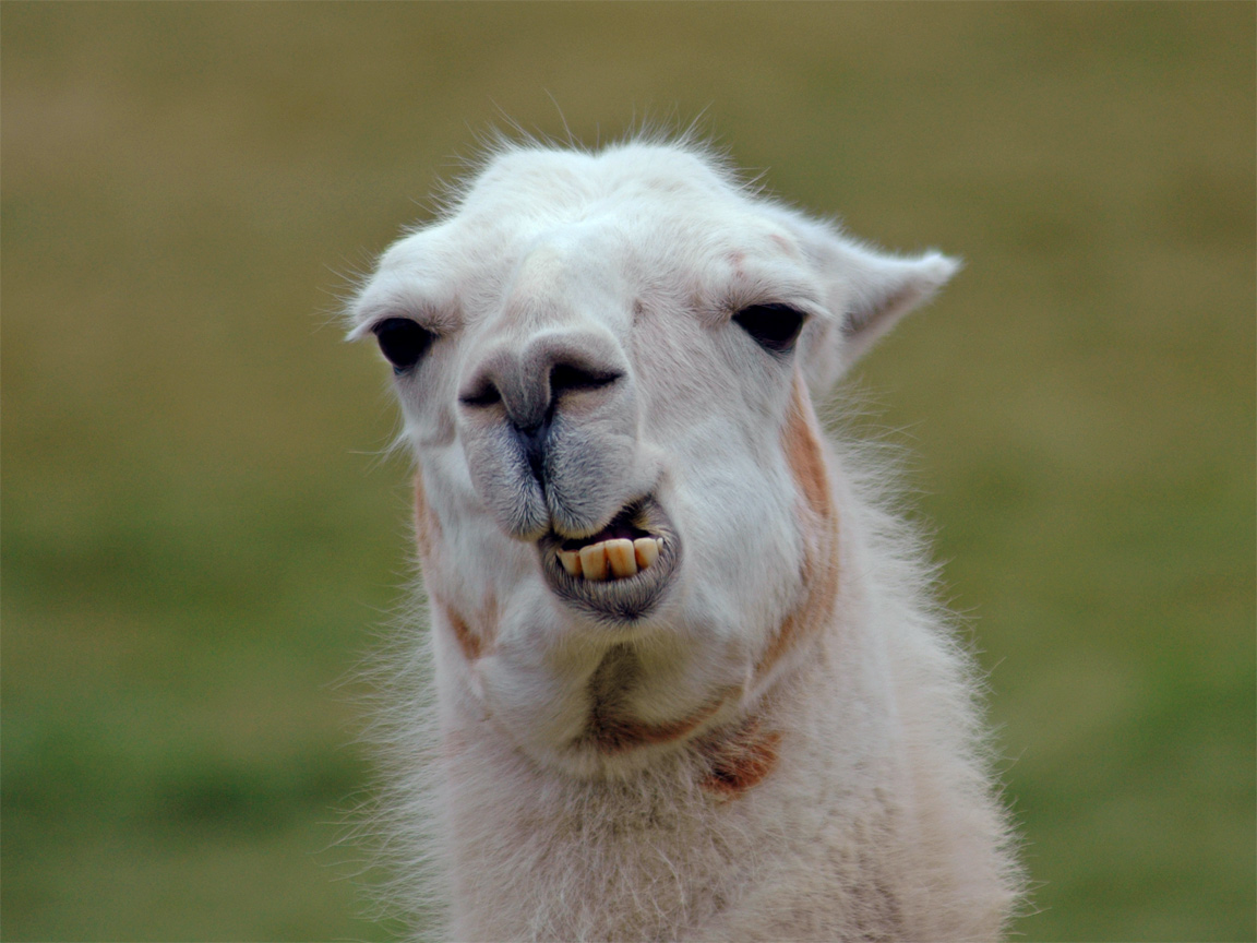 Cute Llama Wallpapers