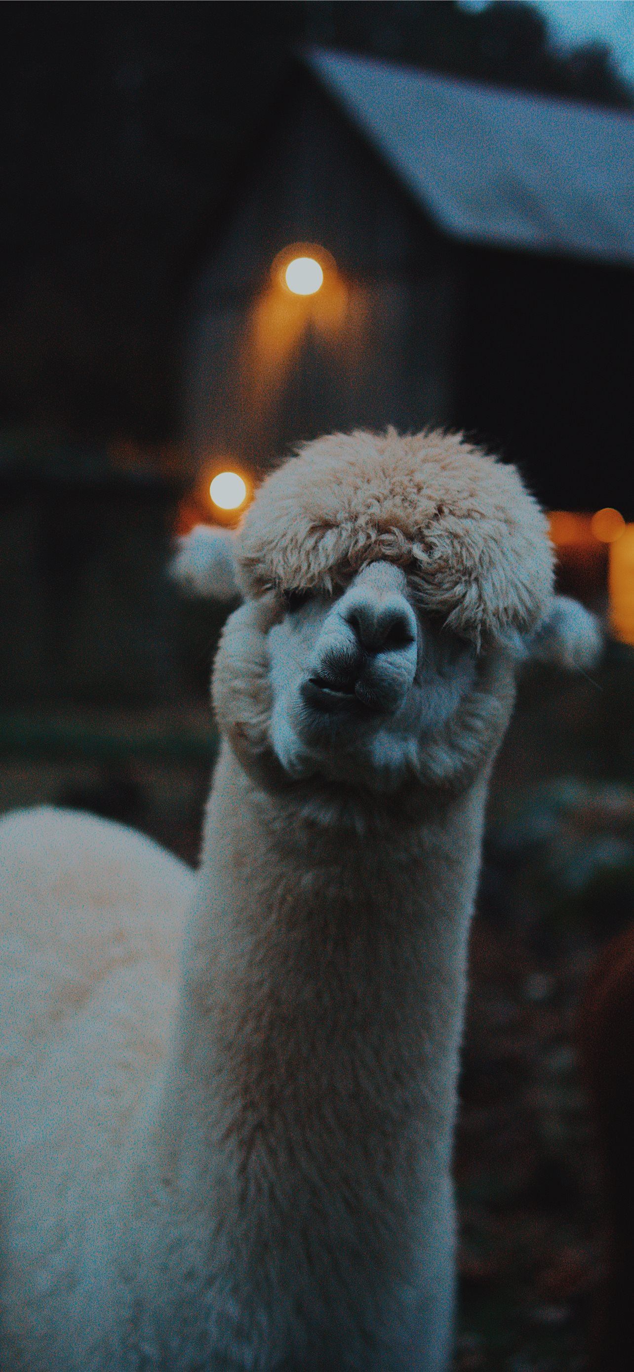 Cute Llama Wallpapers Wallpapers