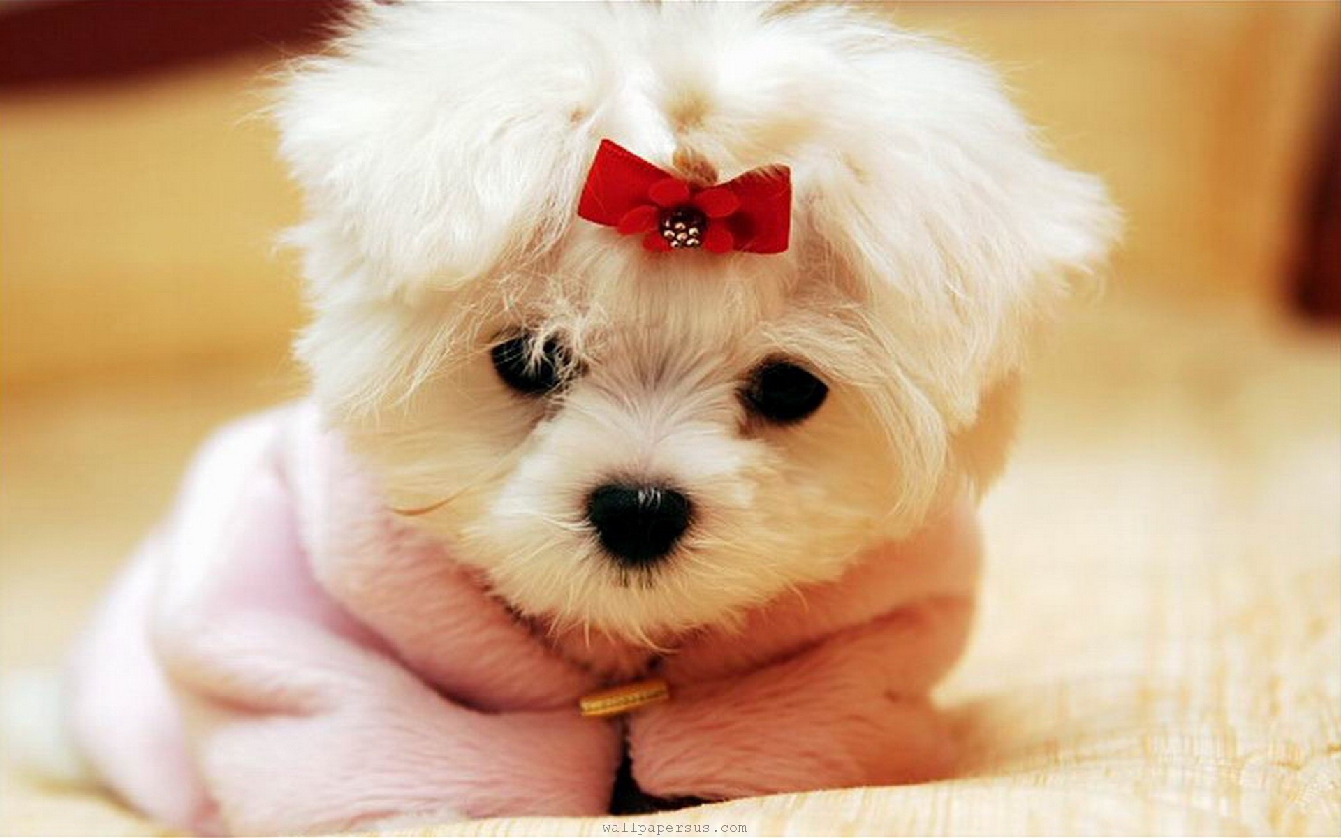 Cute Maltese Wallpapers