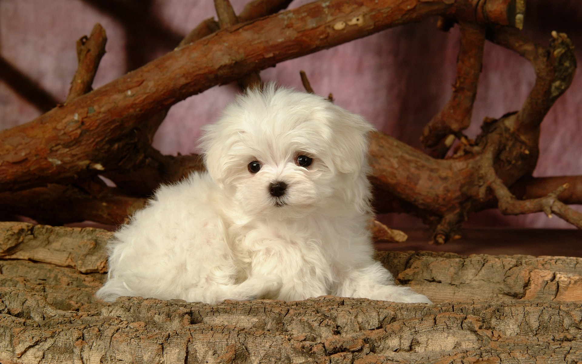 Cute Maltese Wallpapers