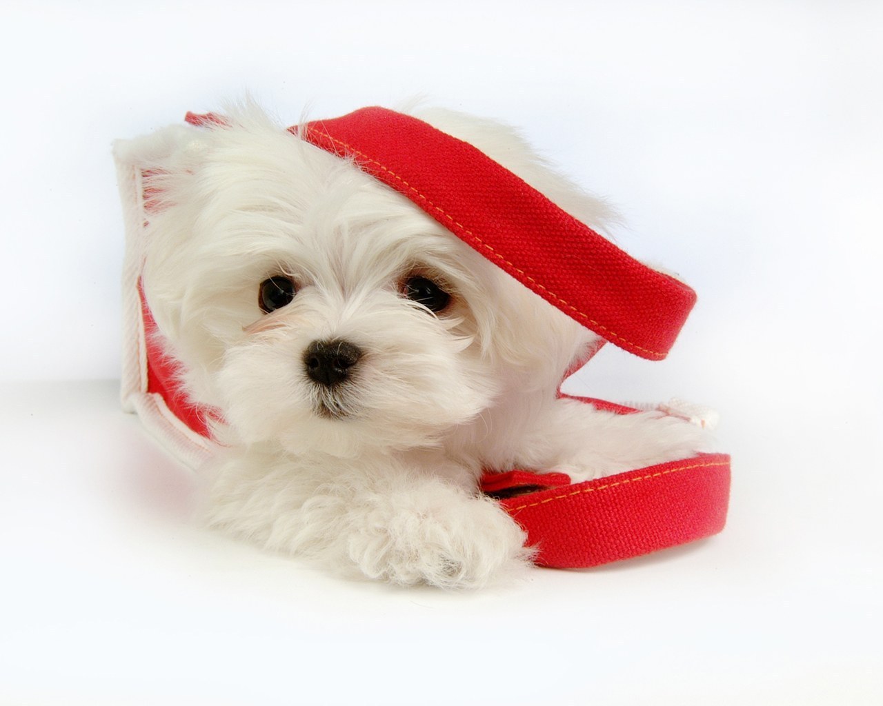 Cute Maltese Wallpapers