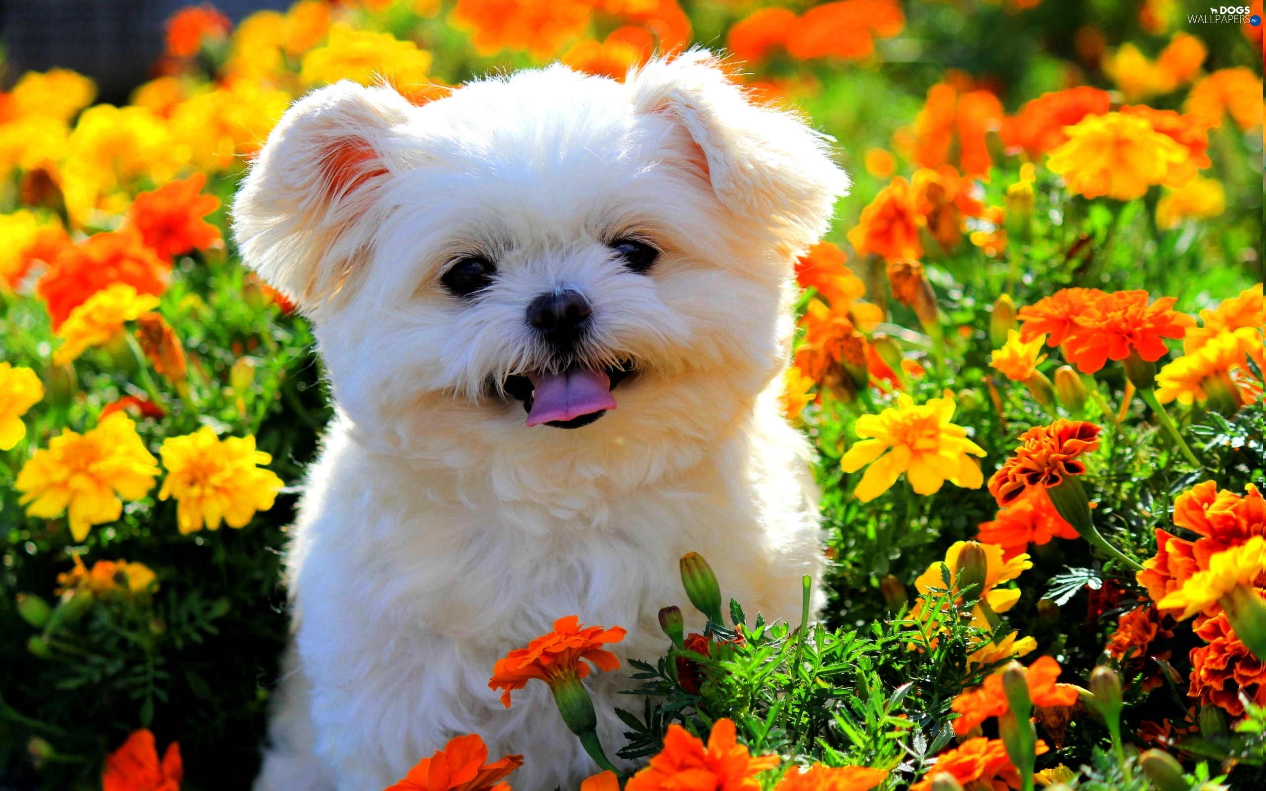 Cute Maltese Wallpapers