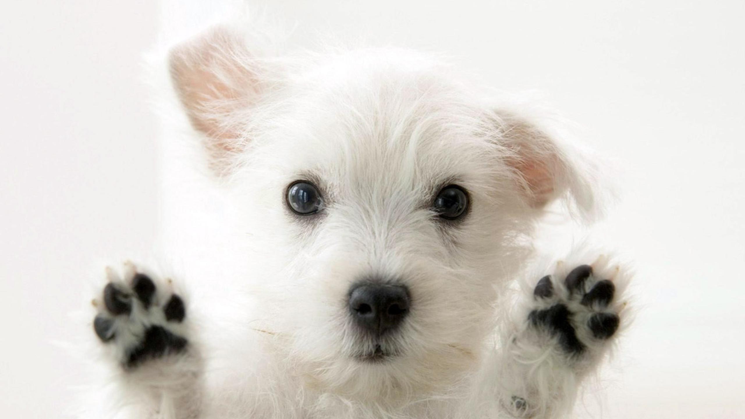 Cute Maltese Wallpapers