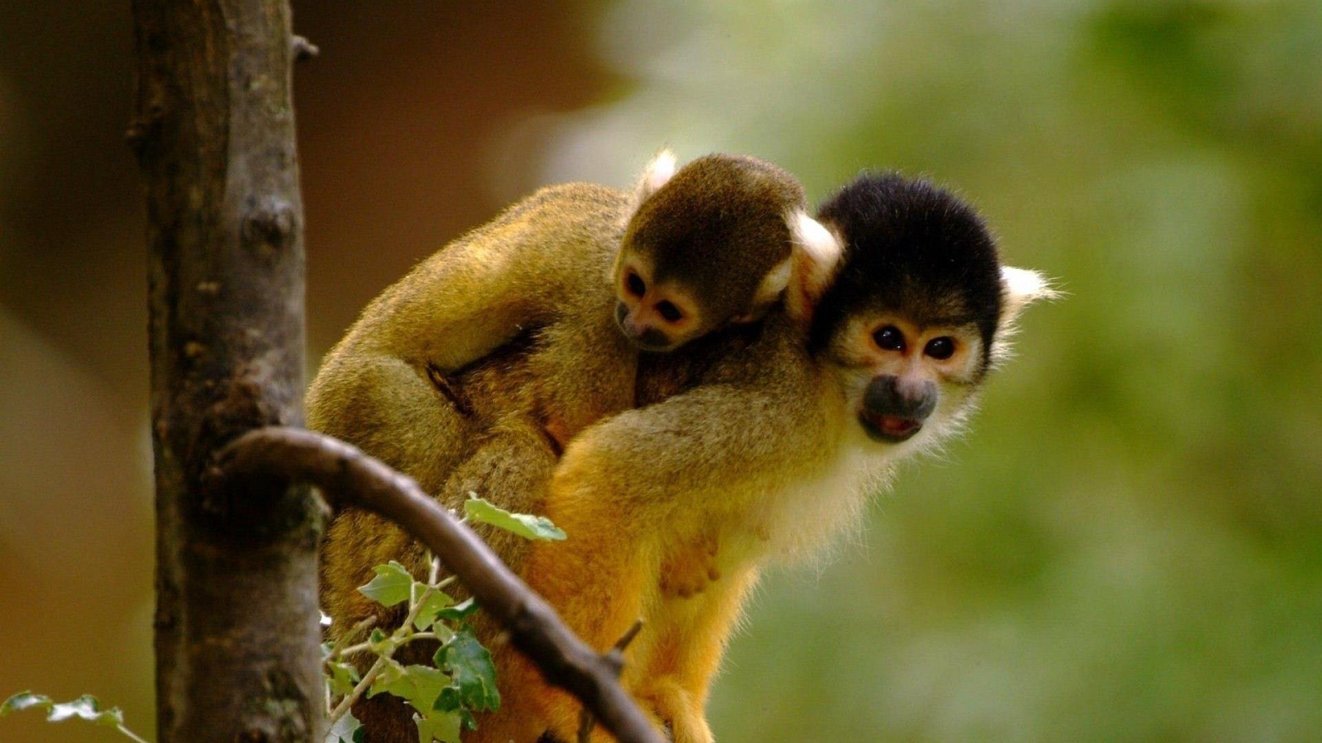 Cute Monkey Wallpapers