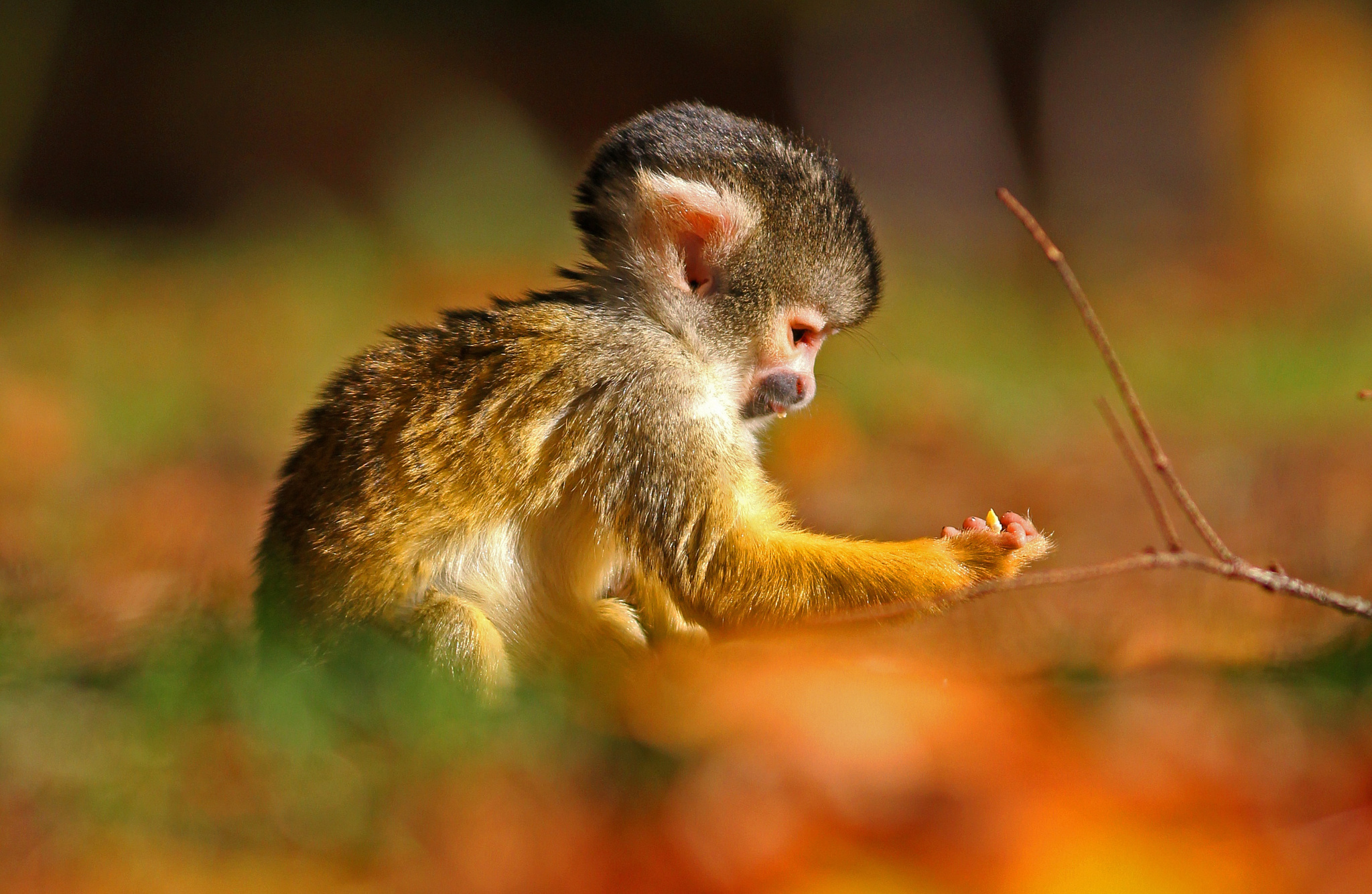 Cute Monkey Wallpapers