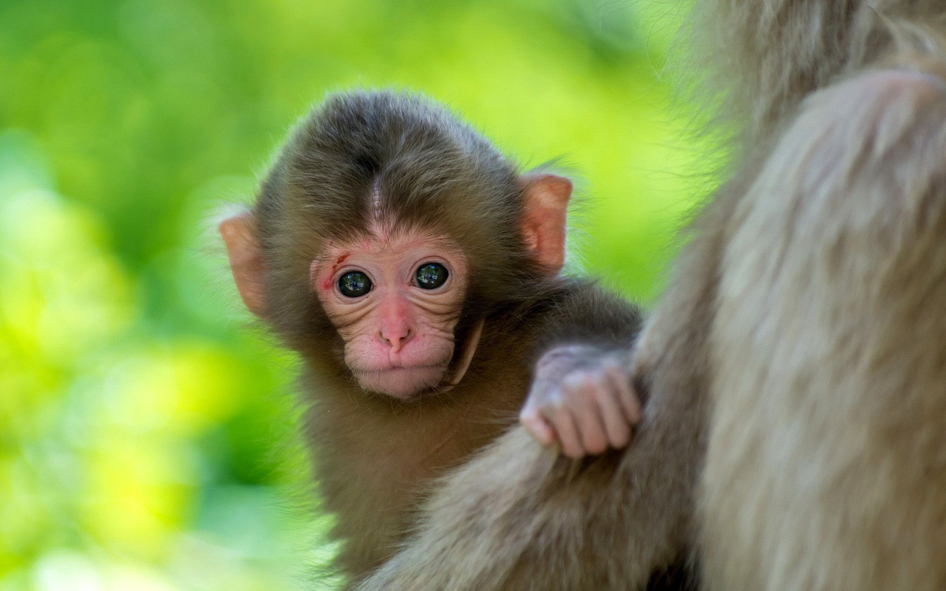 Cute Monkeys Wallpapers Wallpapers