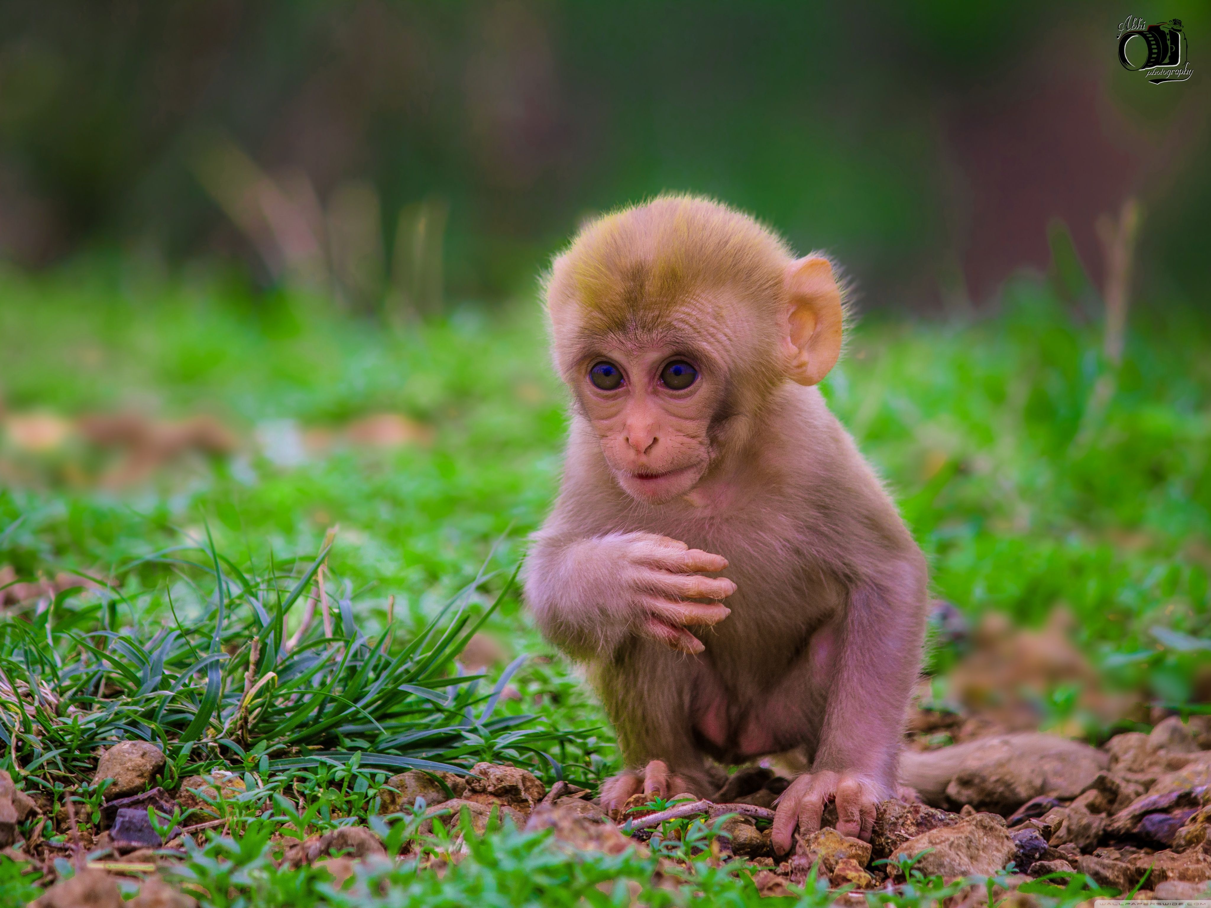 Cute Monkeys Wallpapers Wallpapers