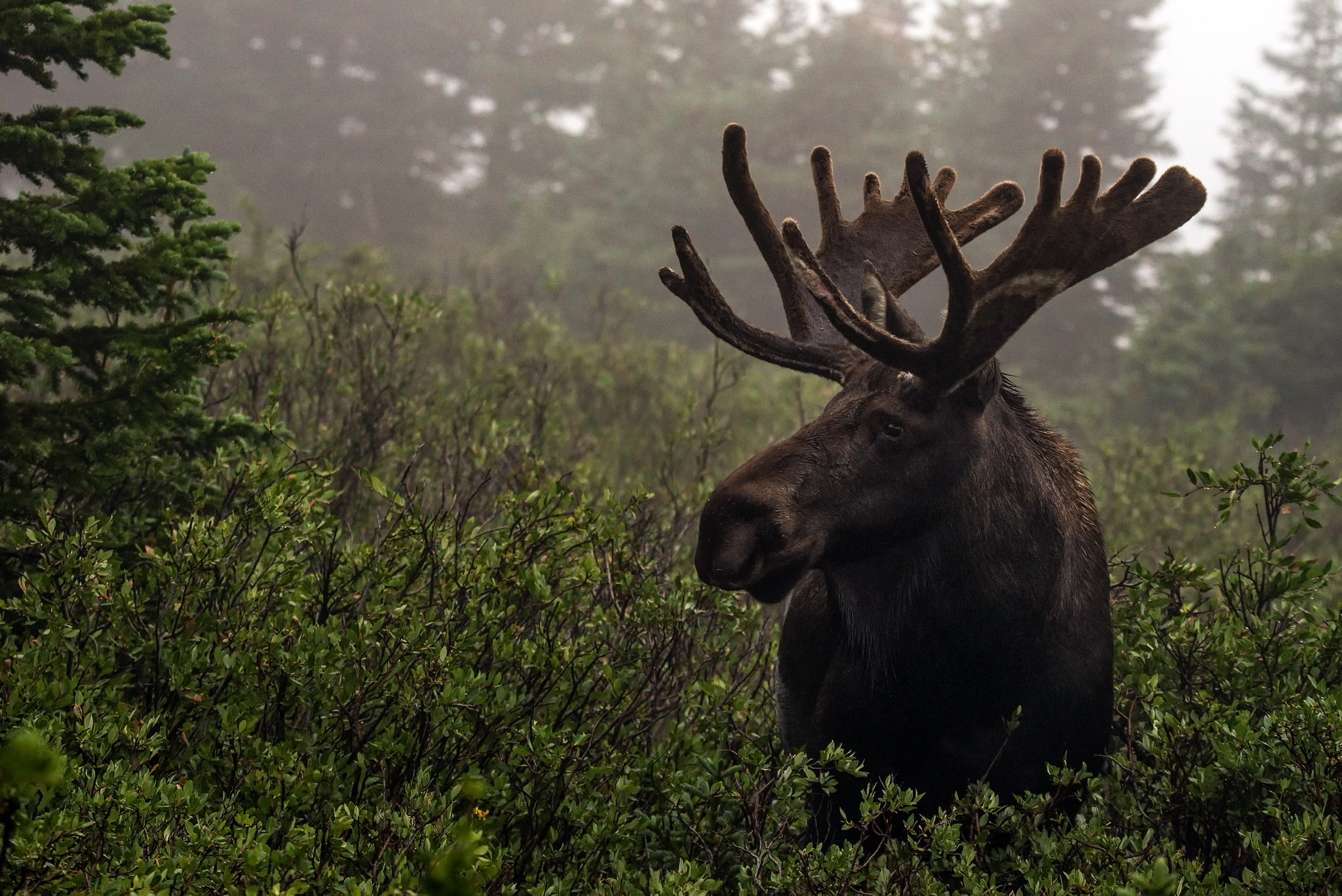 Cute Moose Desktop Wallpapers